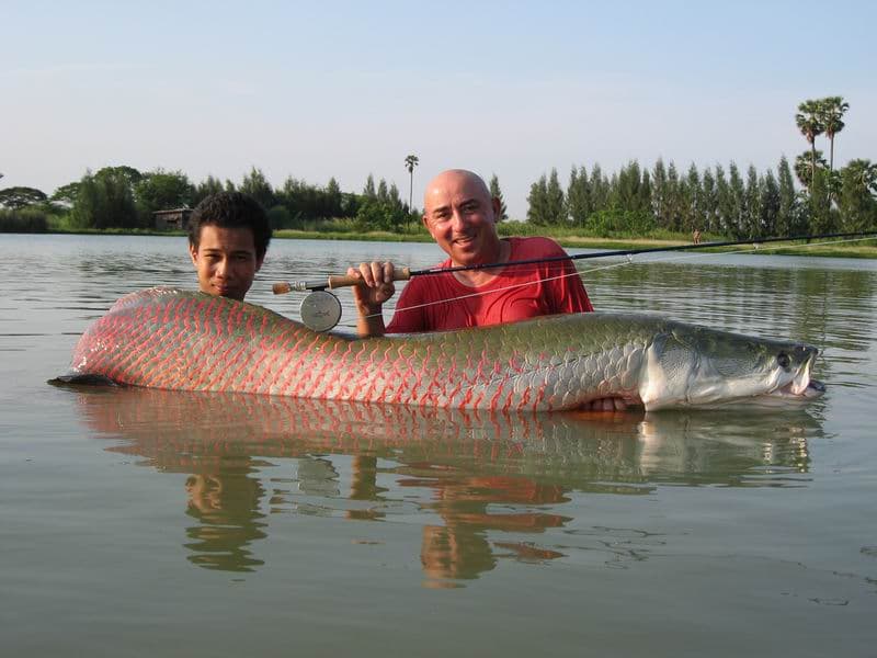 Arapaima