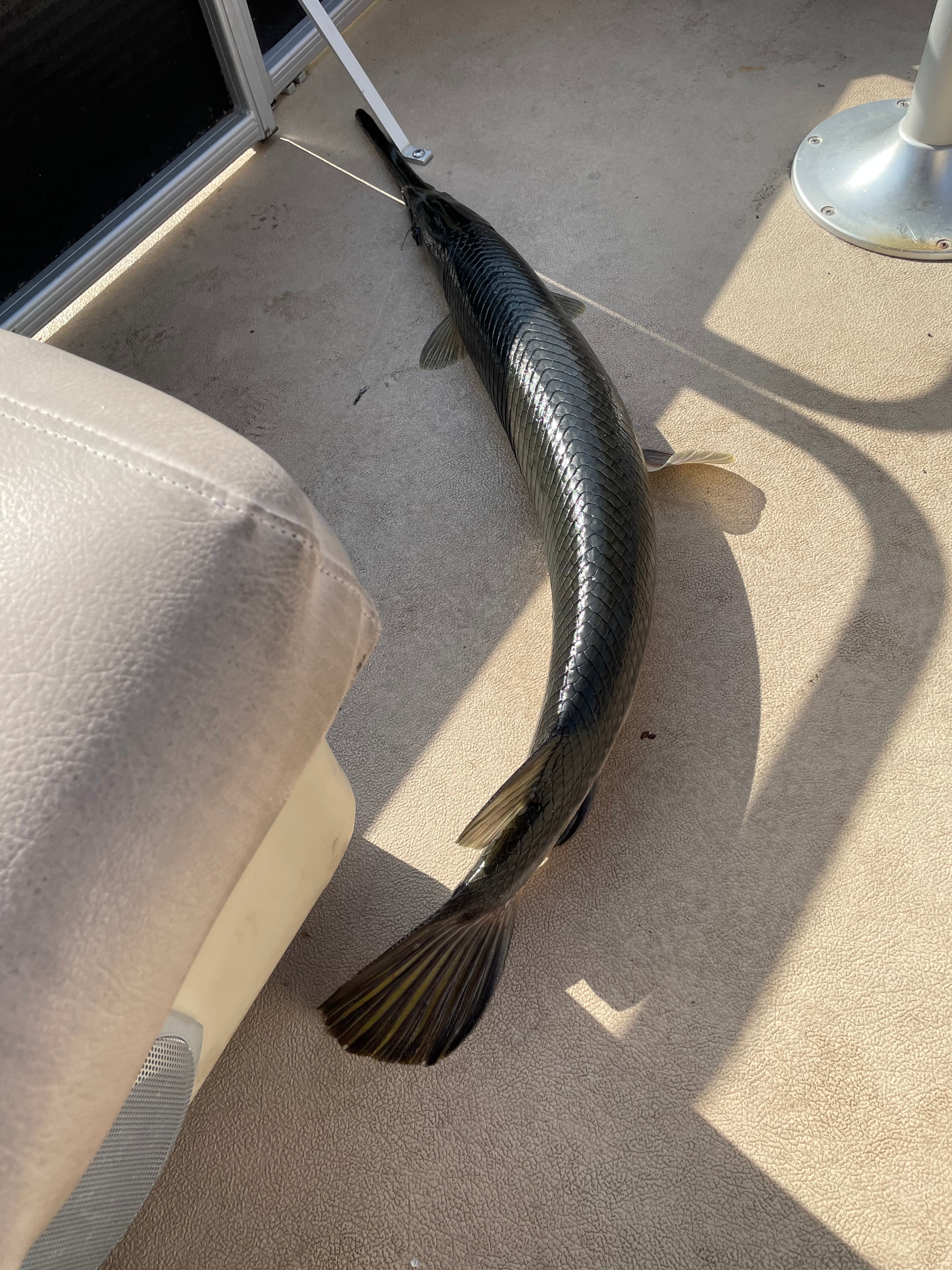Alligator Gar