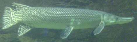 Alligator Gar