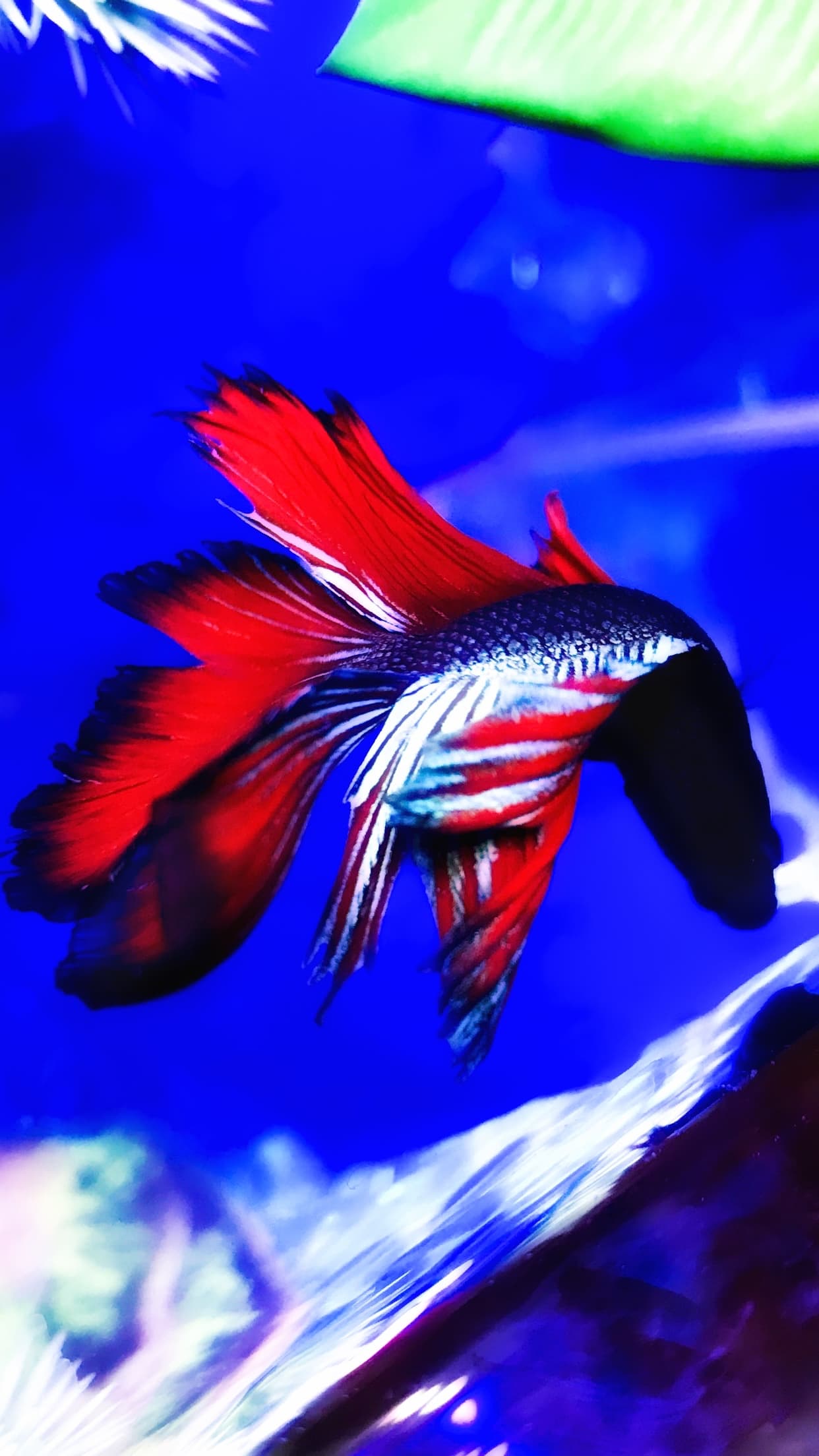 Betta Fish