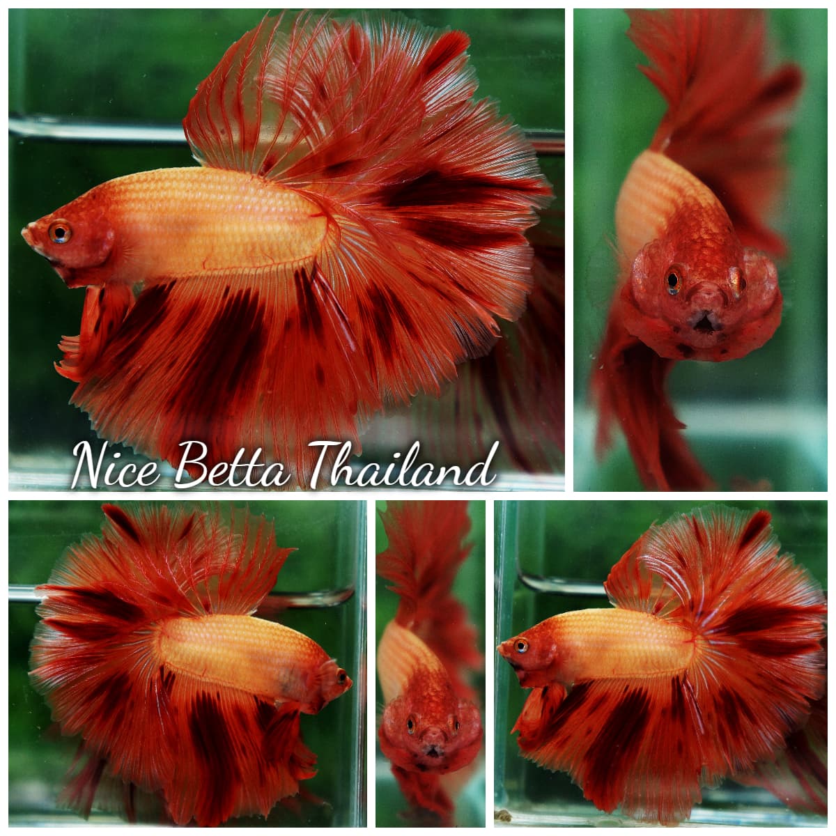 Dalmatian Orange Halfmoon Betta