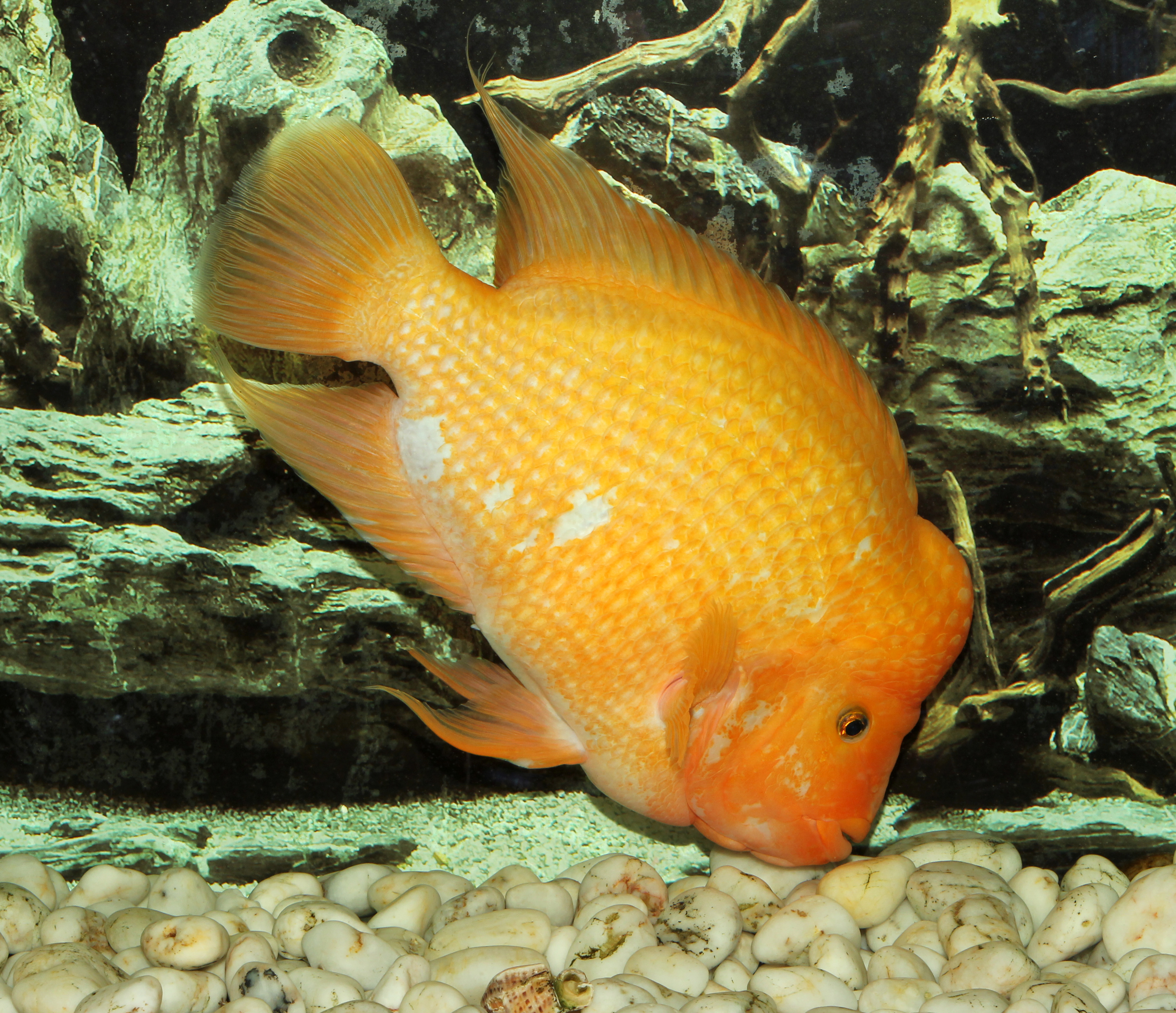 Midas Cichlid
