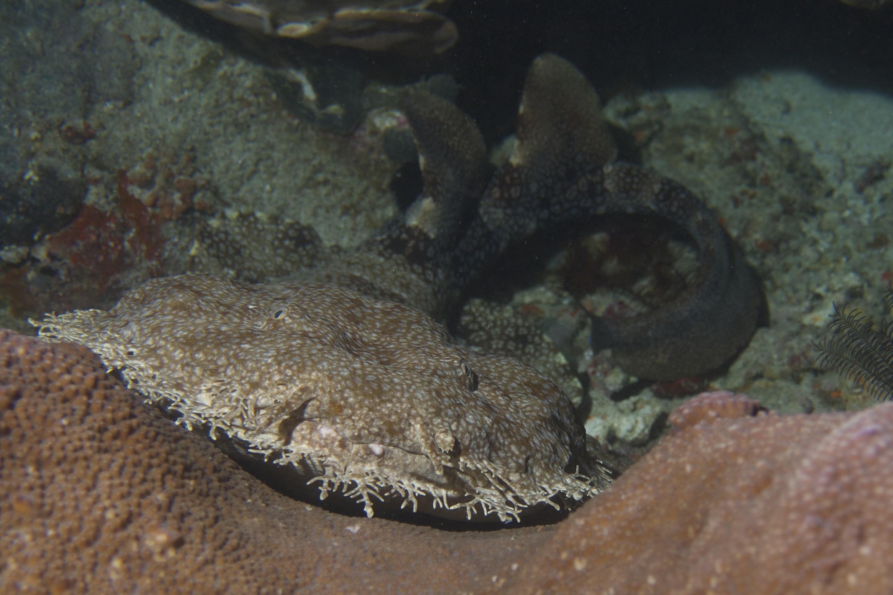 Wobbegong