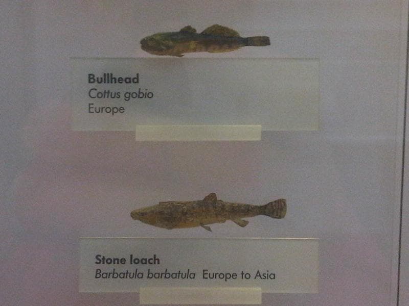 European Bullhead