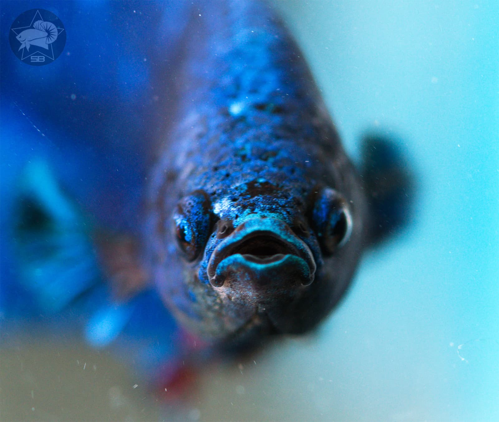Giant Halfmoon Plakat Betta