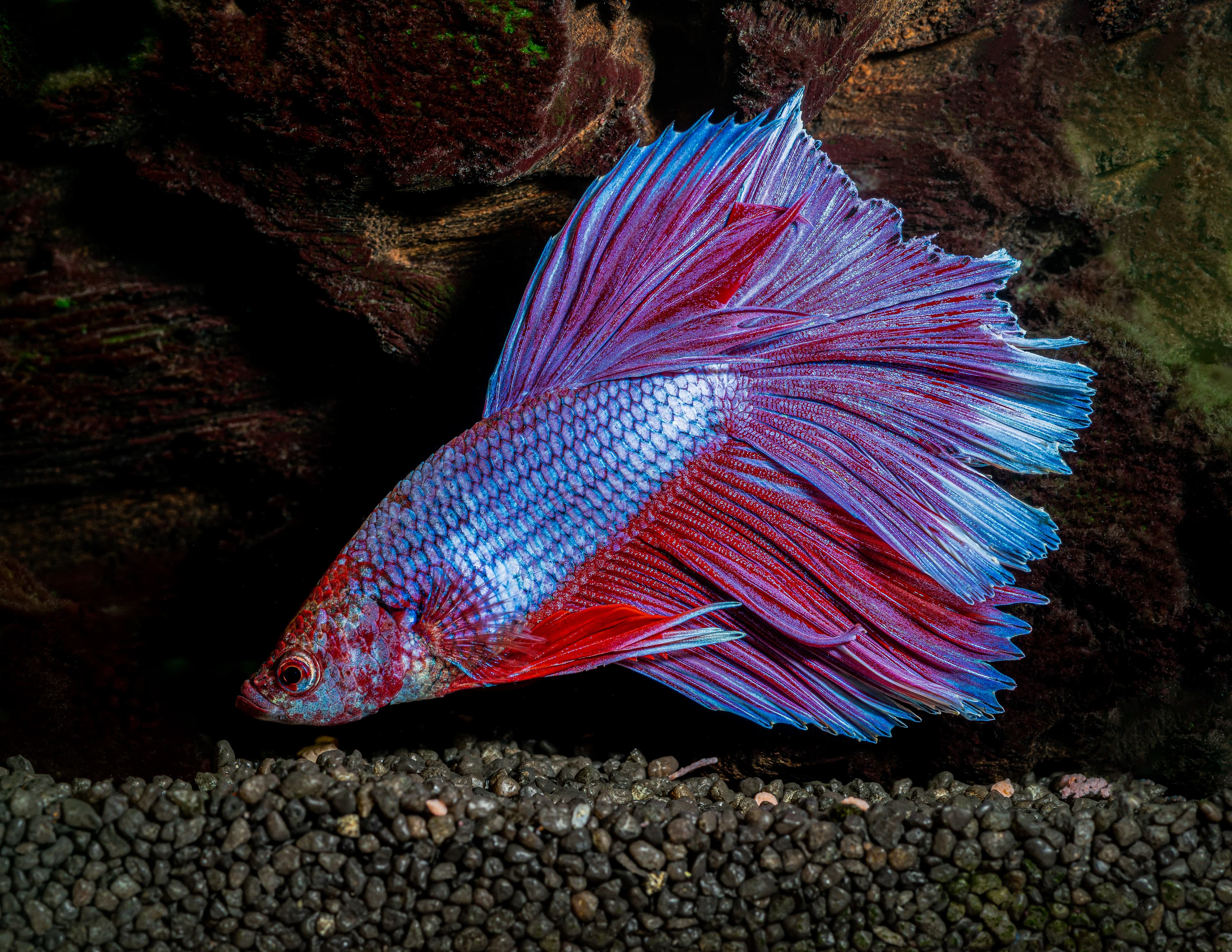 Siamese Fighting Fish