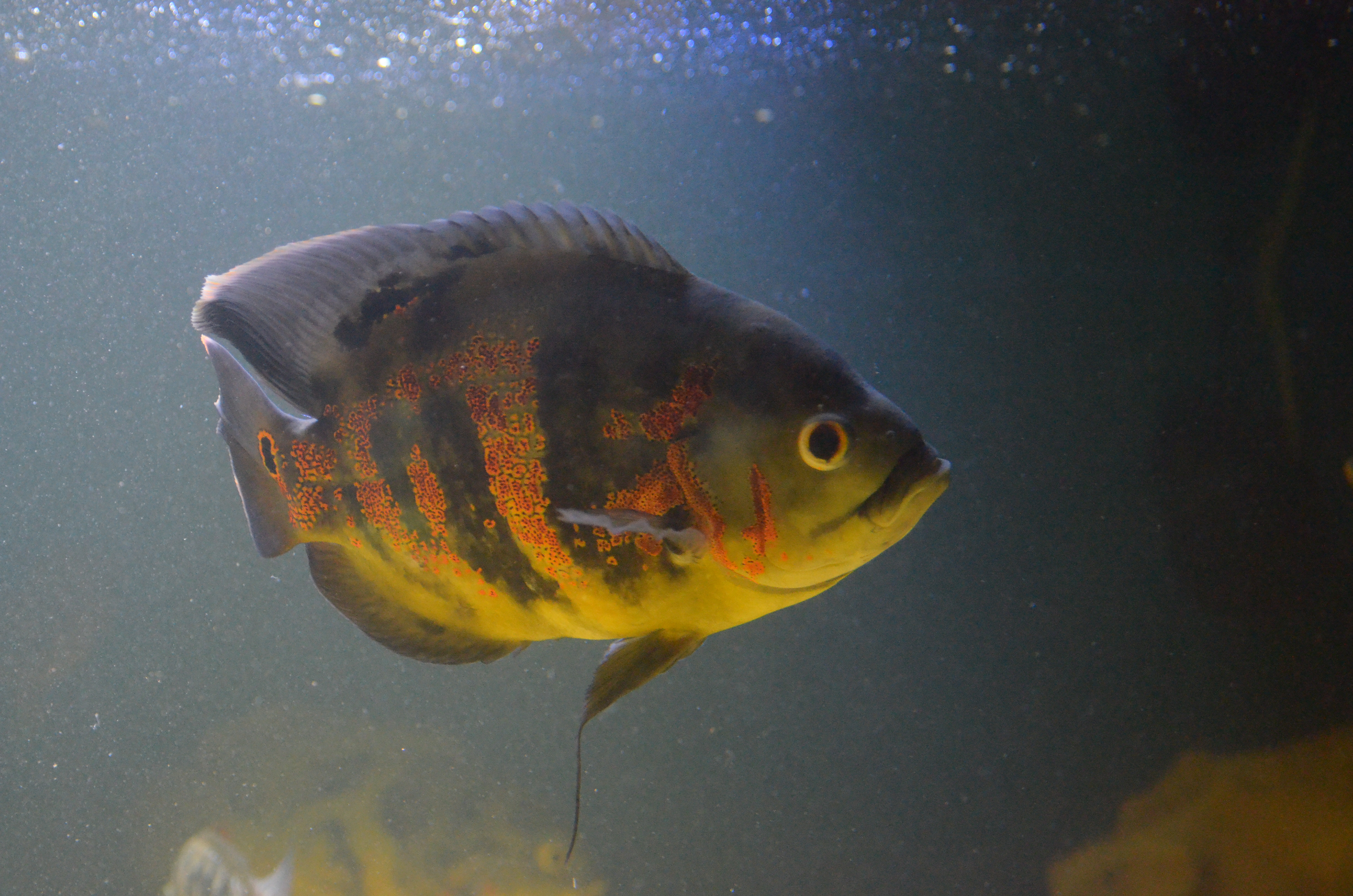 Oscar Cichlid
