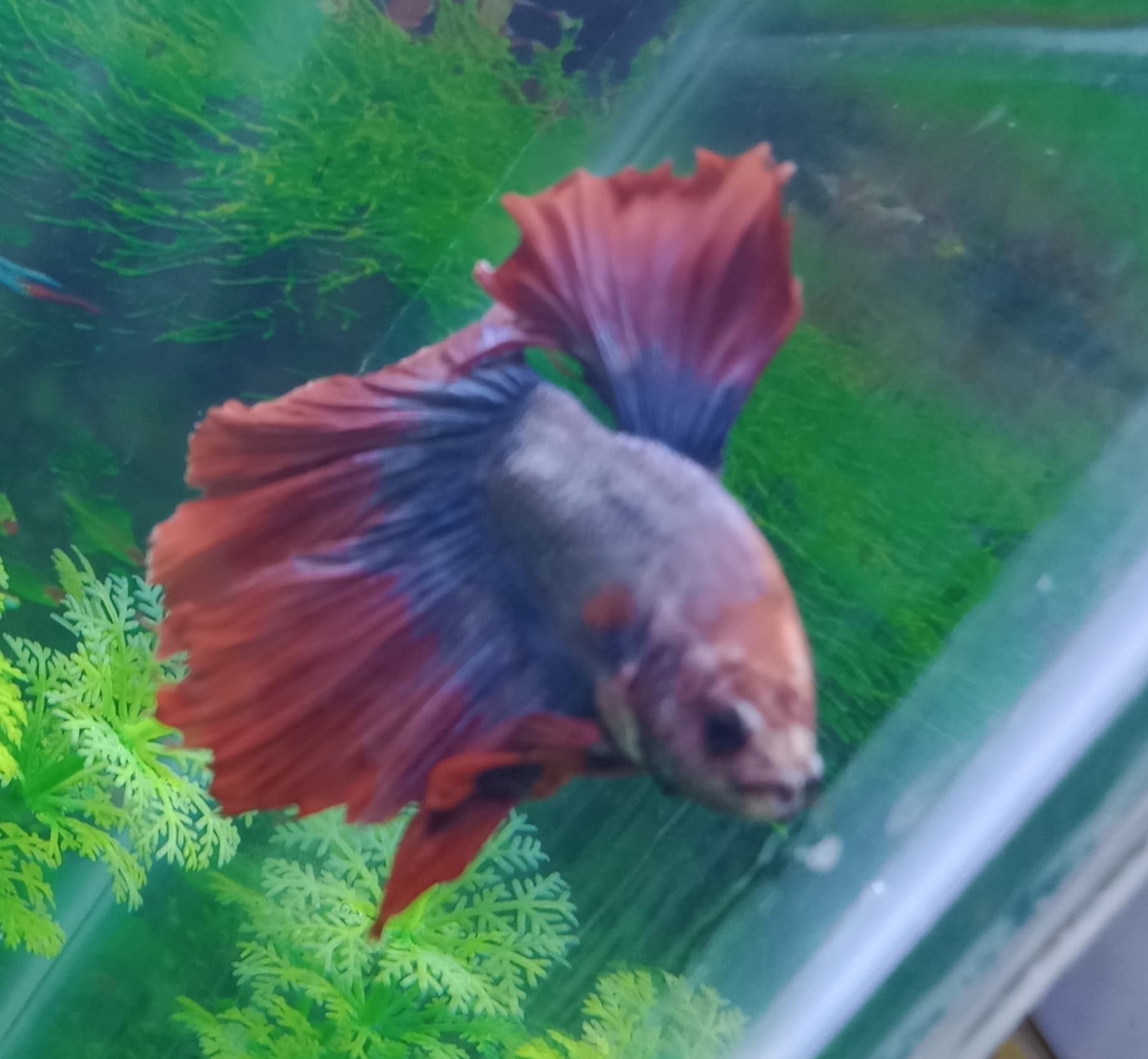 Betta Fish