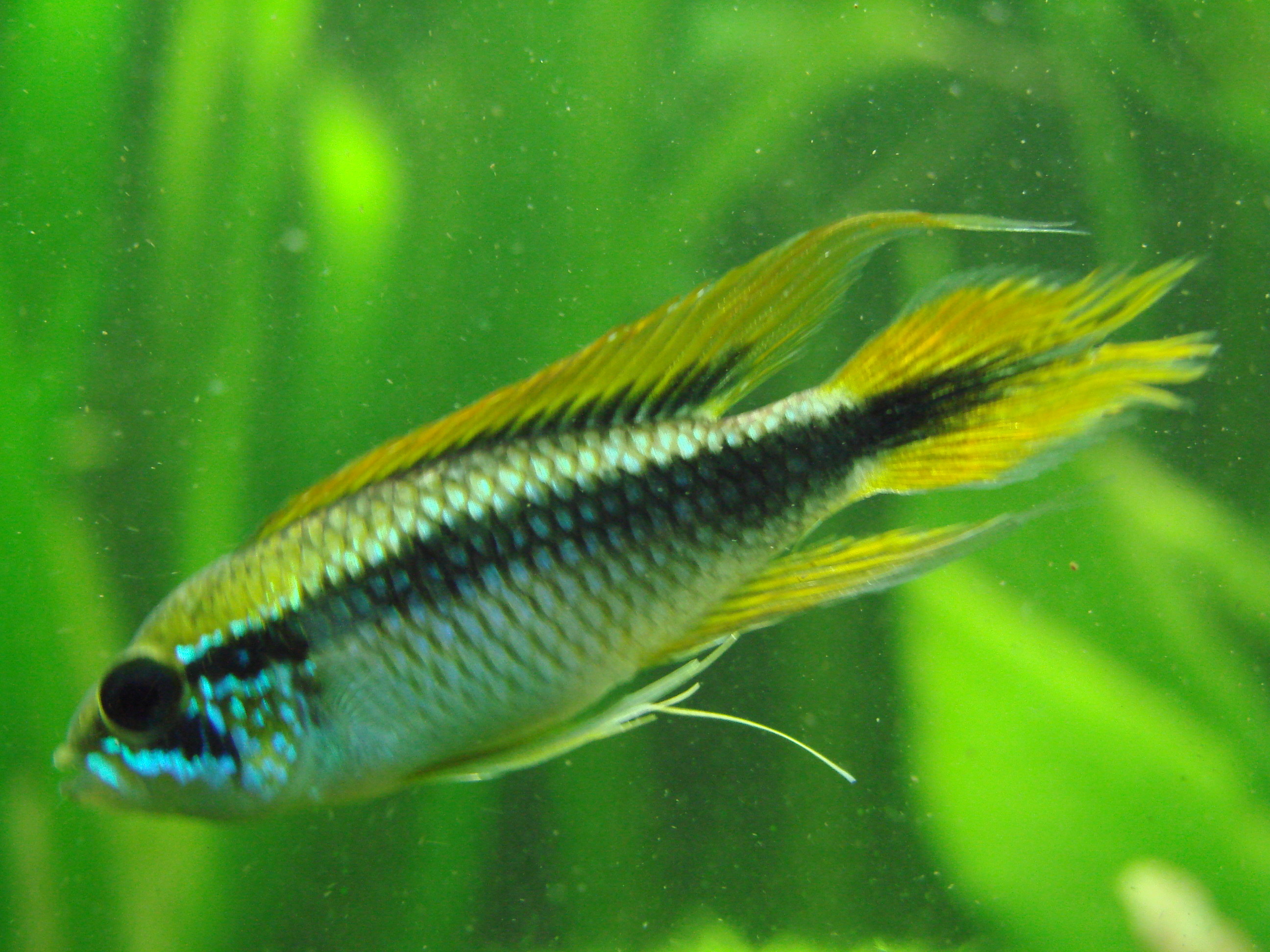 Agassiz's Dwarf Cichlid