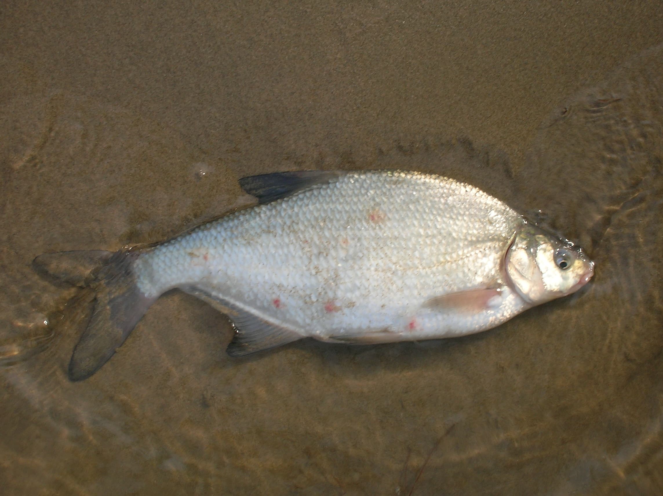Common Bream
