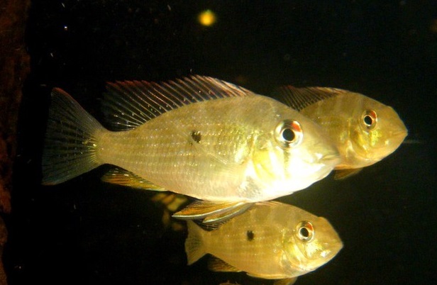 Heckel's Threadfin Acara