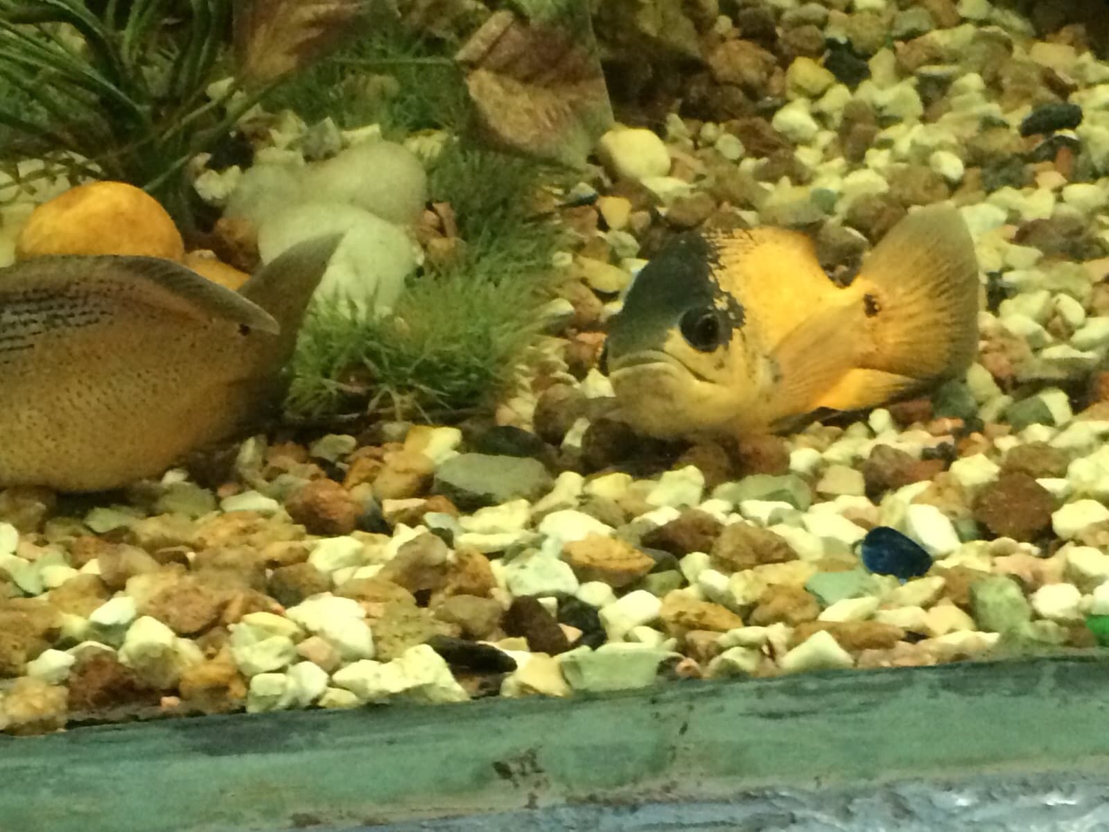 Oscar Cichlid