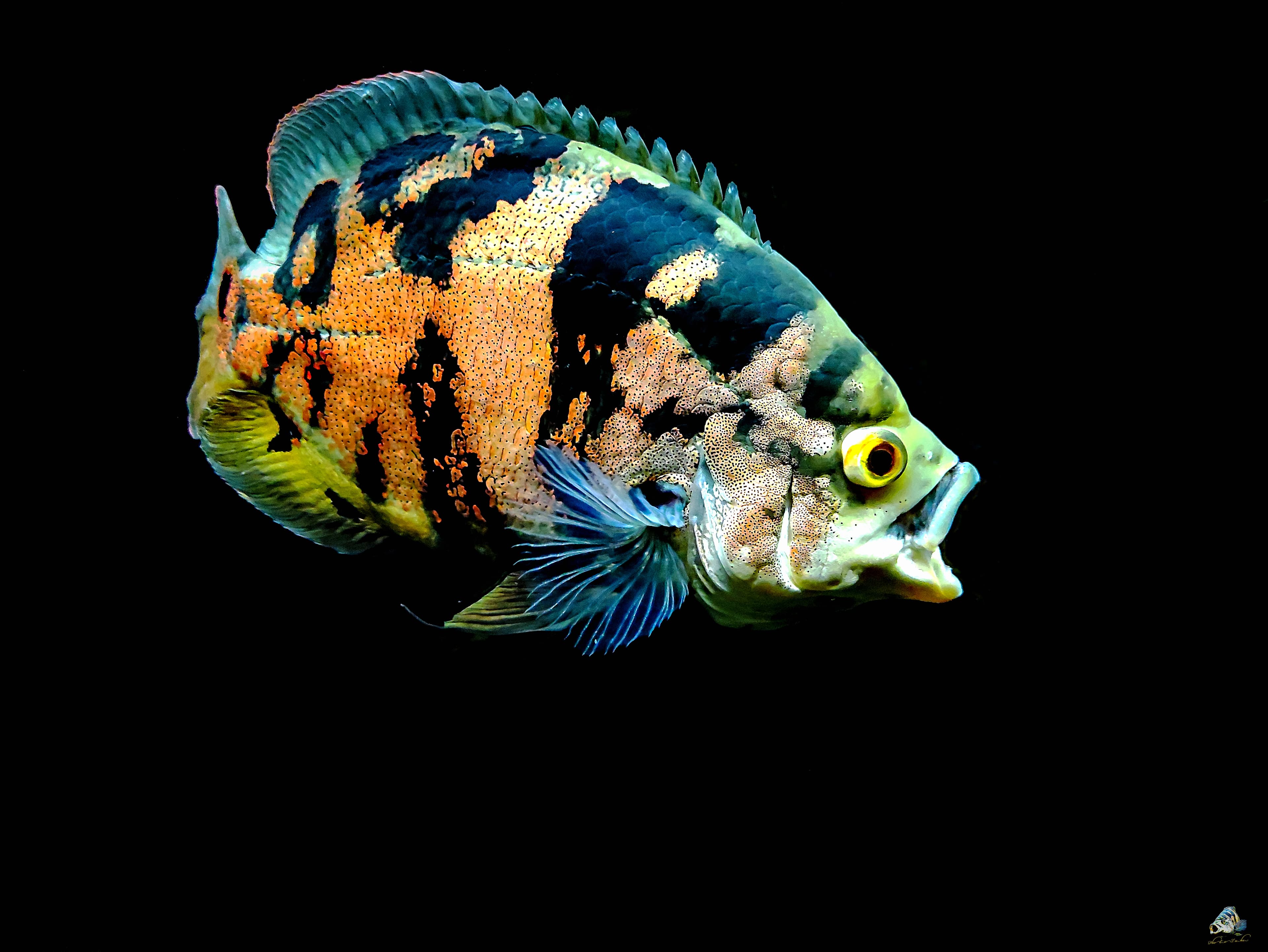 Oscar Cichlid