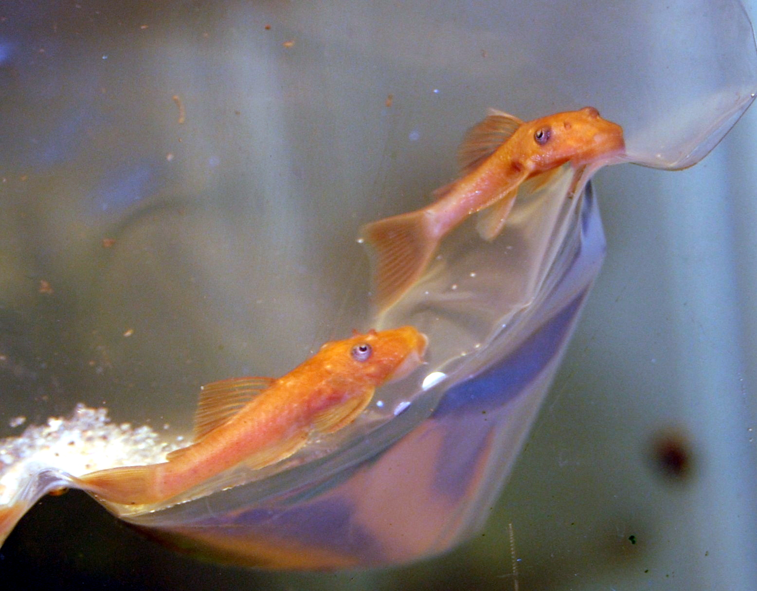 Super Red Bristlenose Pleco