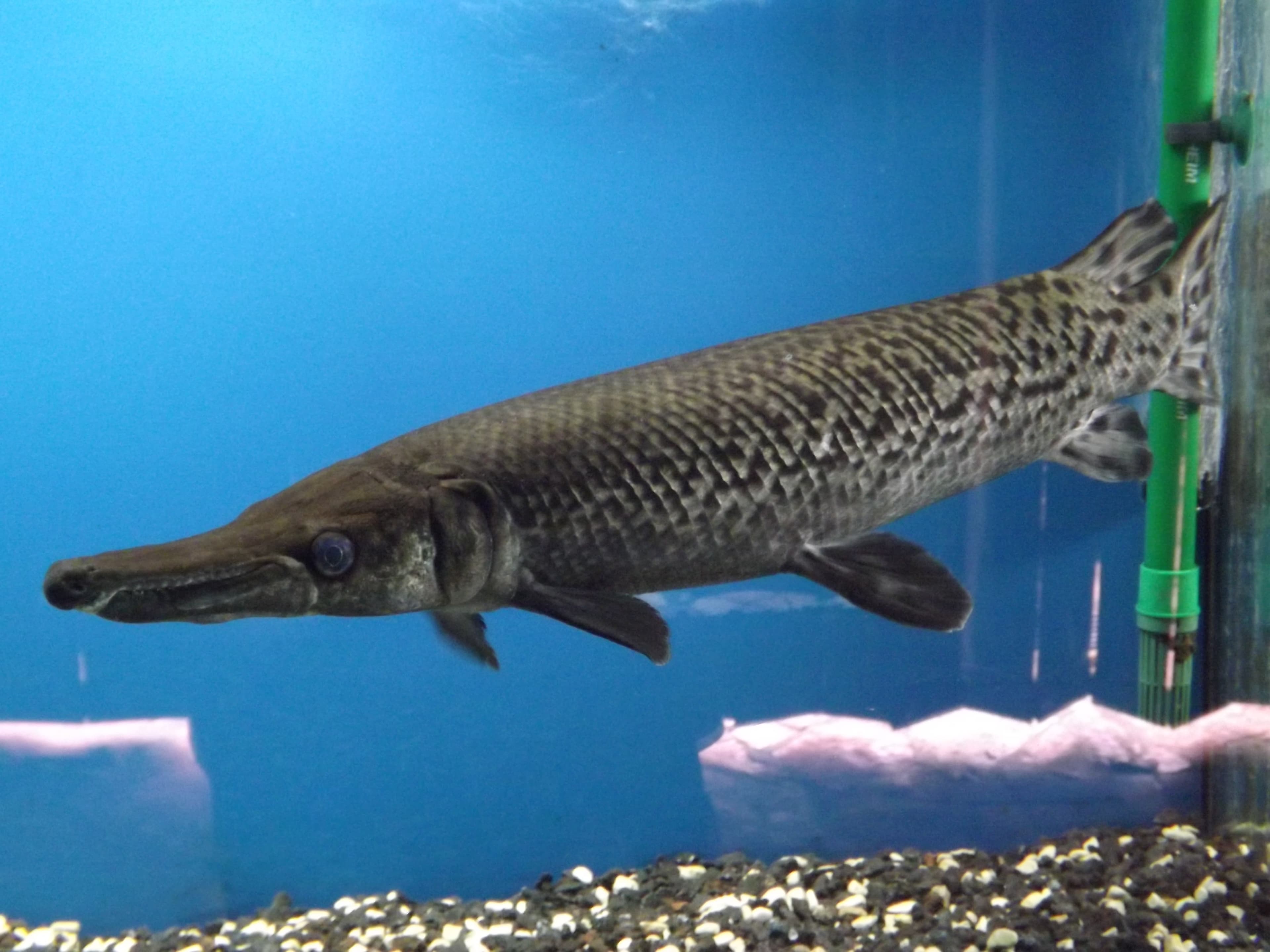 Alligator Gar