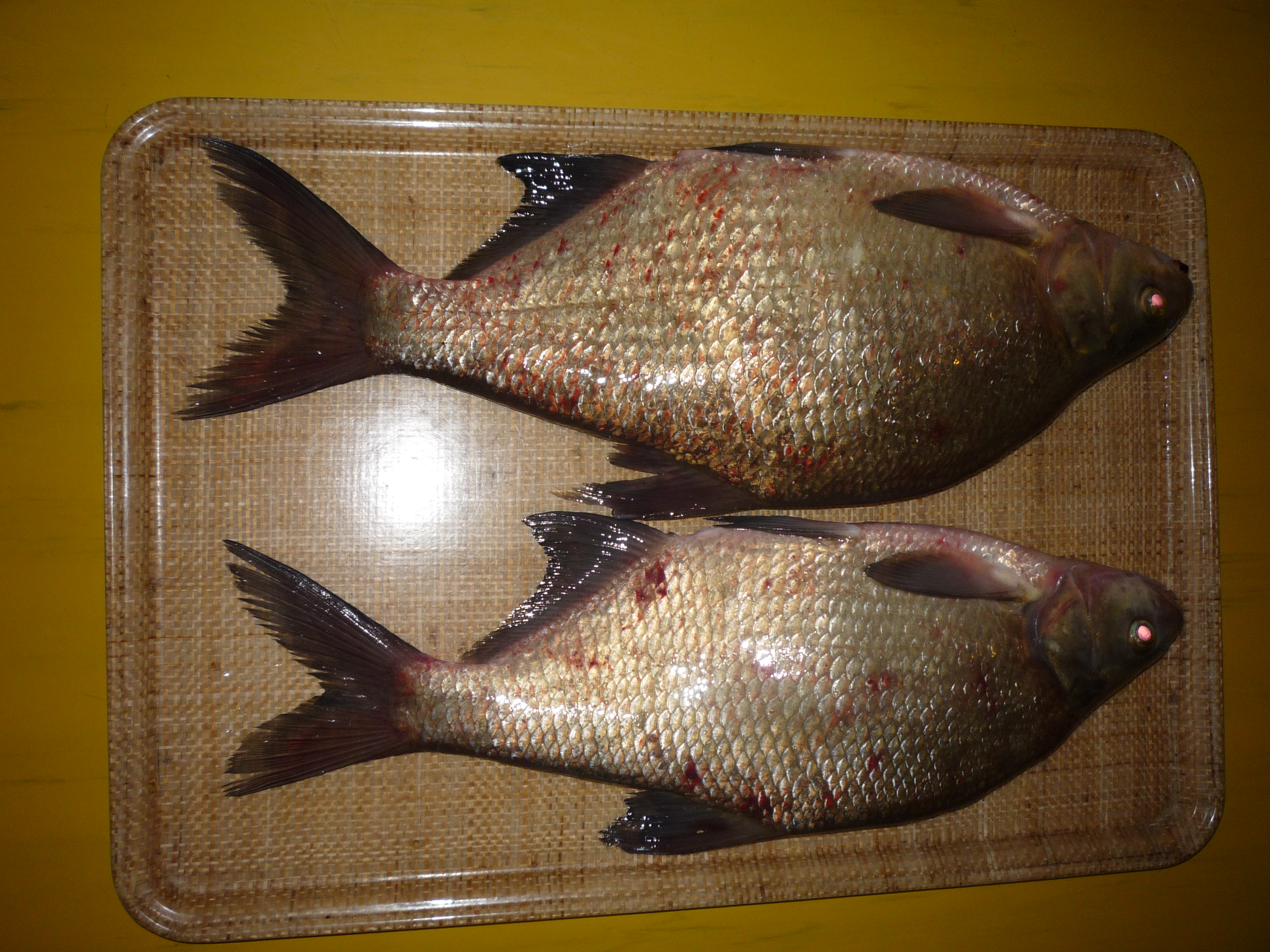 Common Bream