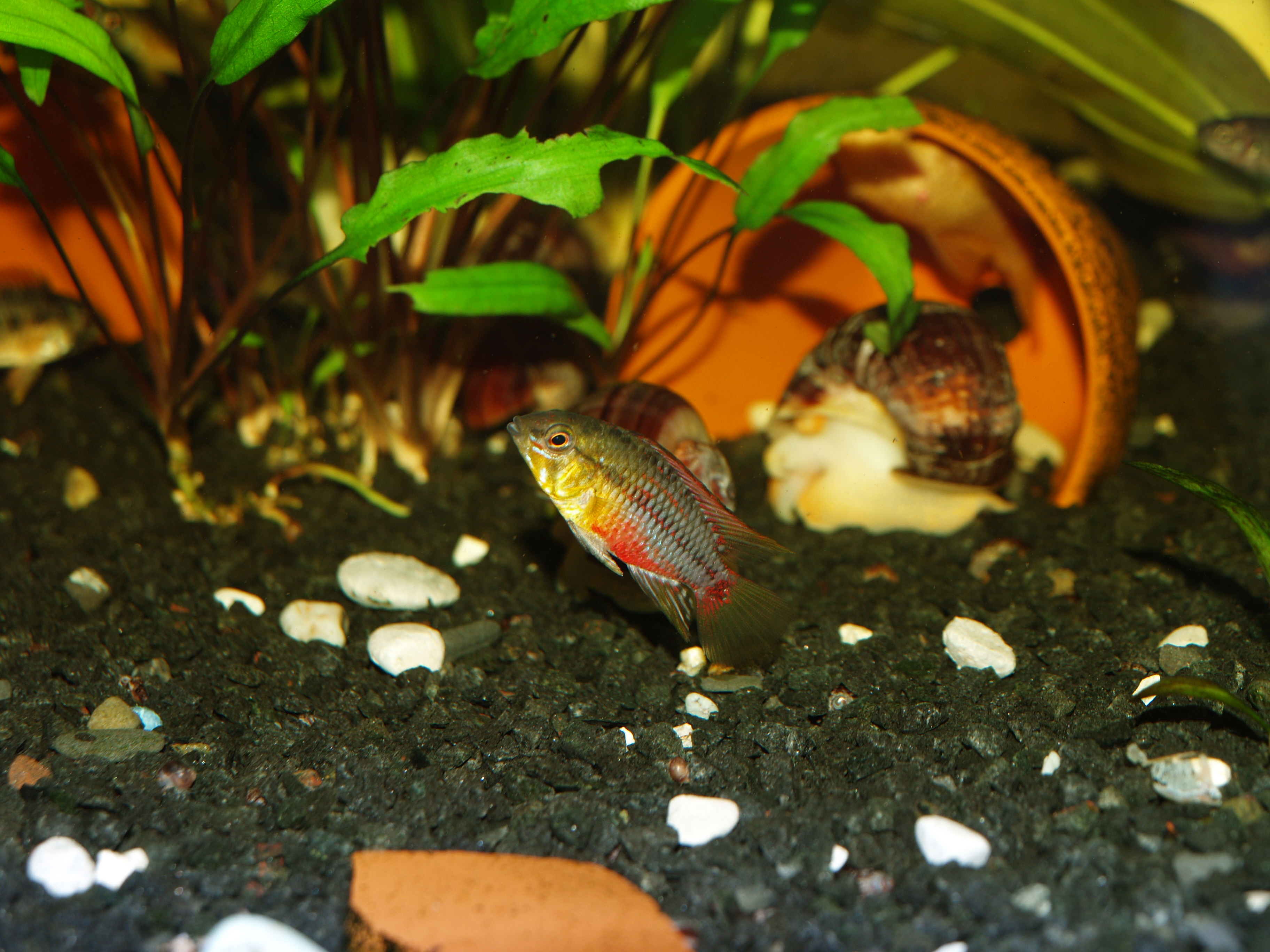 Hongsloi Apistogramma
