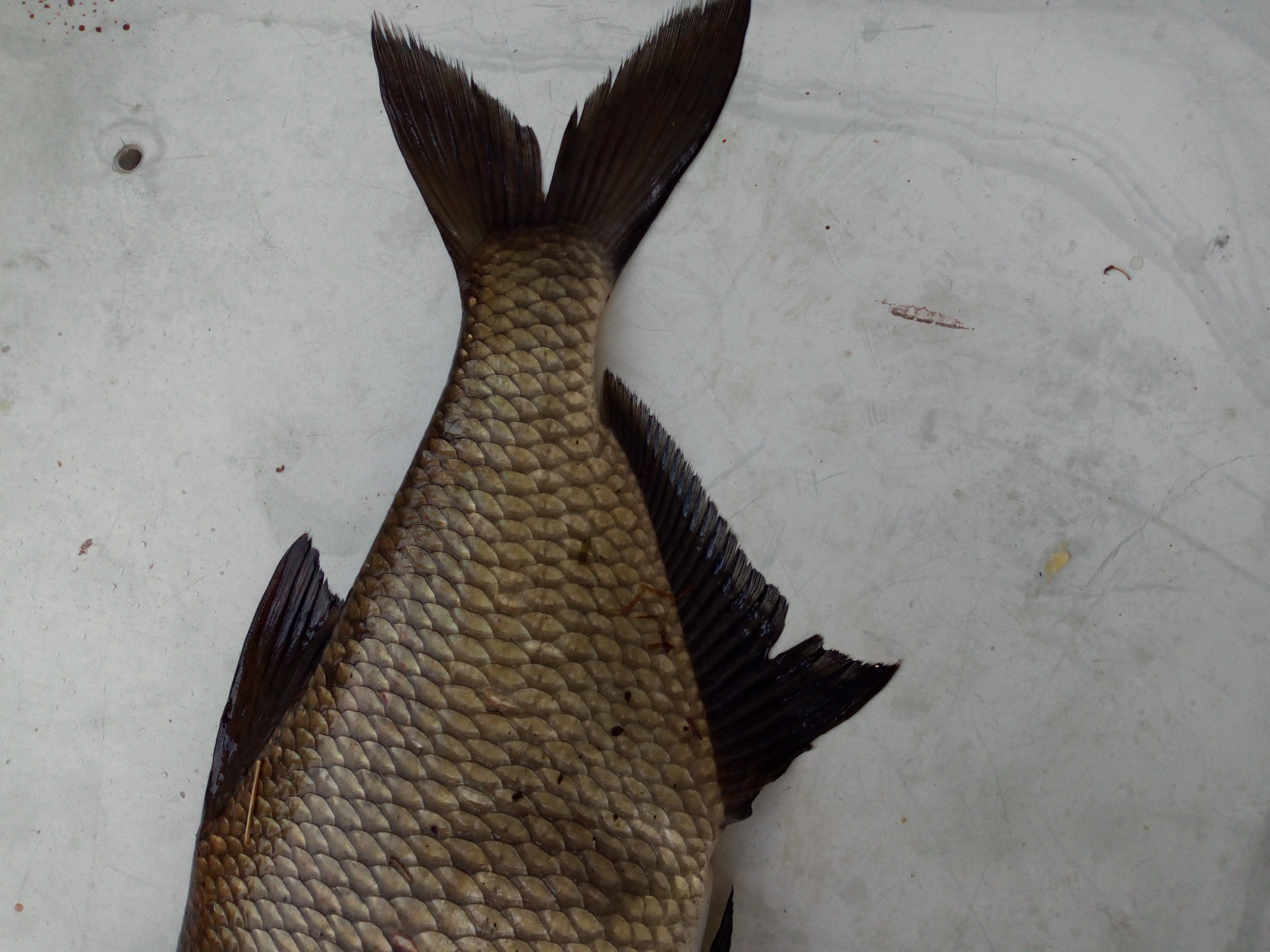 Common Bream
