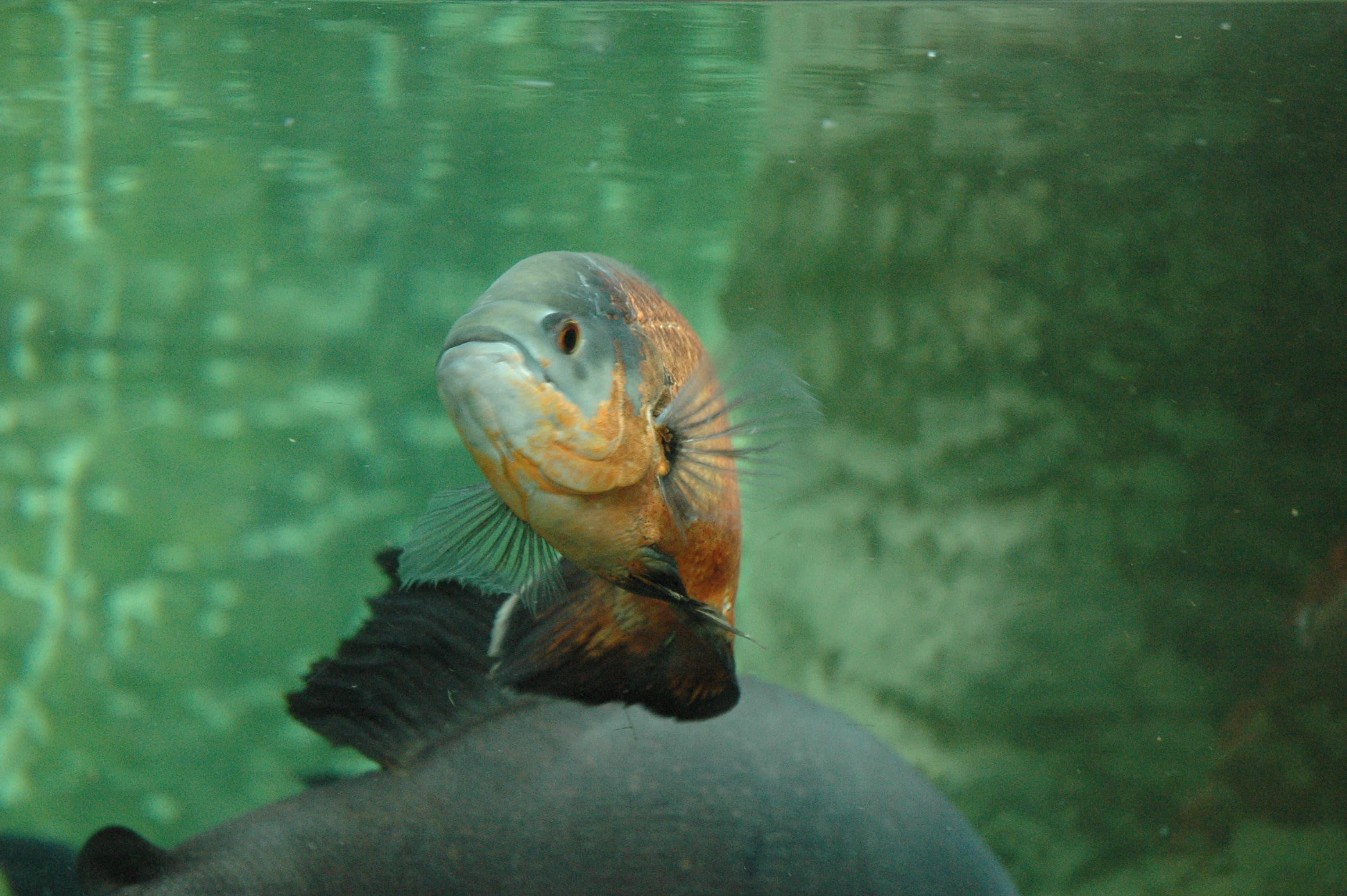 Oscar Cichlid