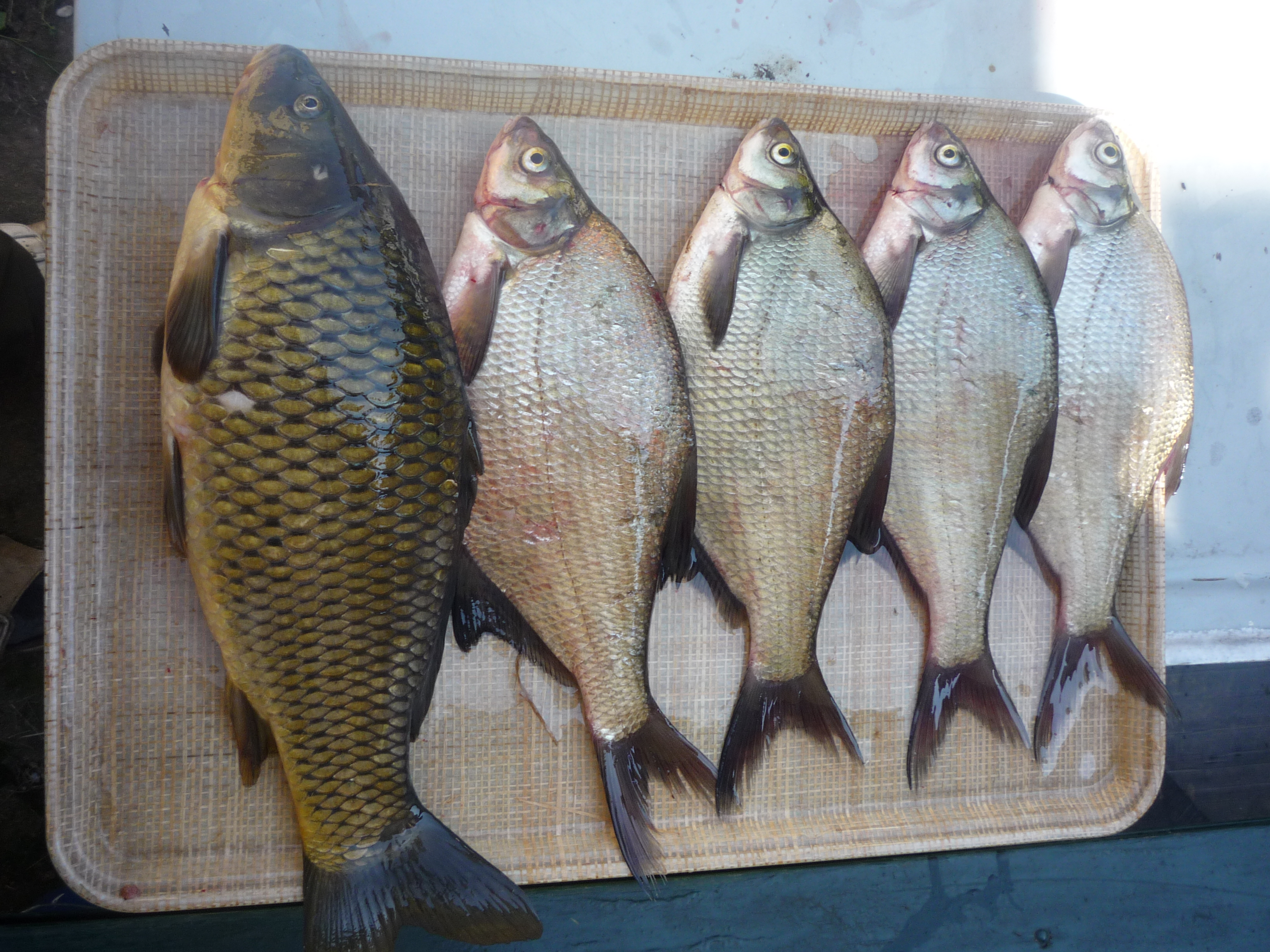 Common Carp