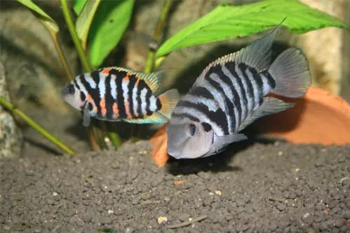 Convict Cichlid
