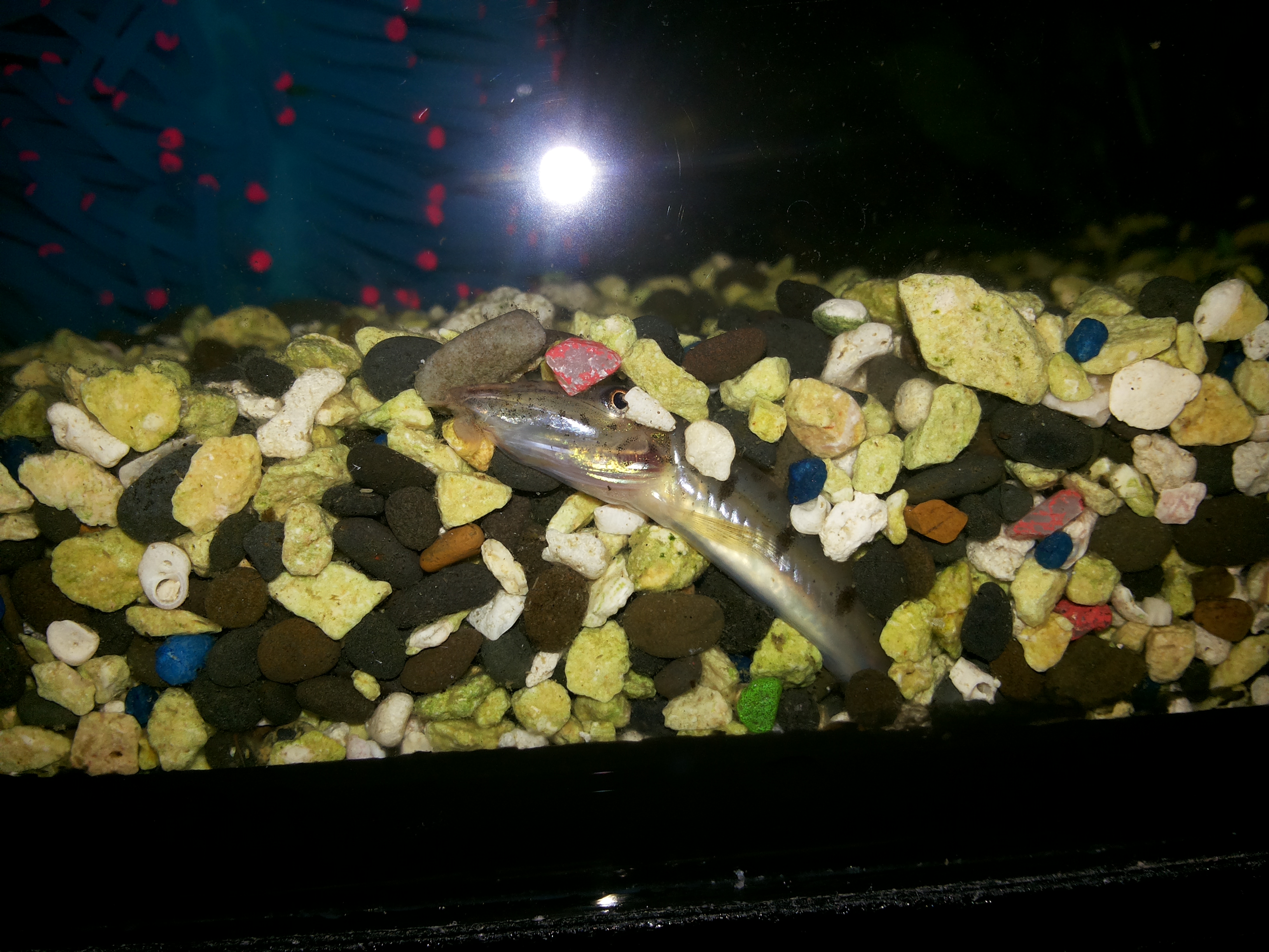 Horseface Loach
