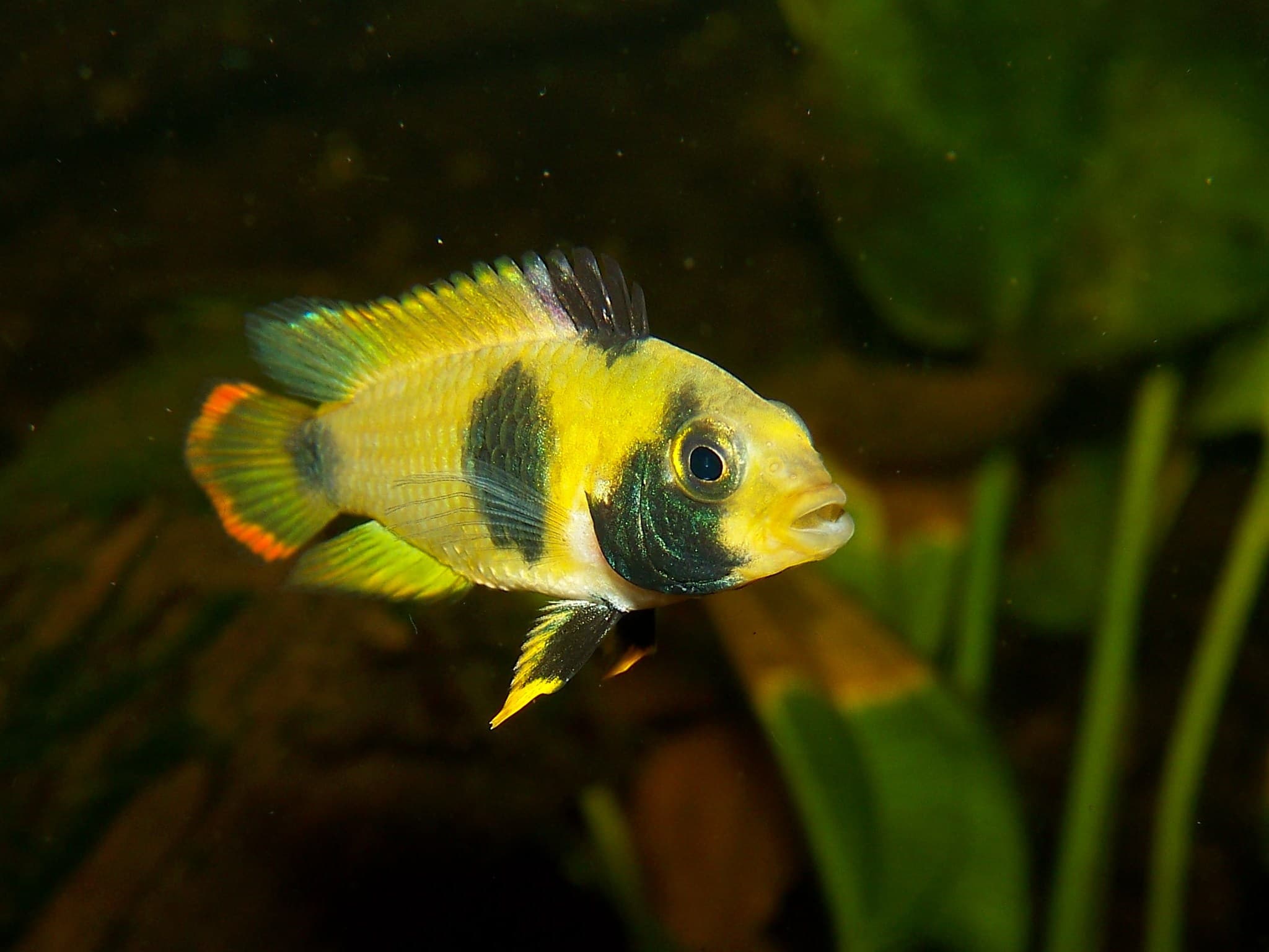 Nijsseni Dwarf Cichlid