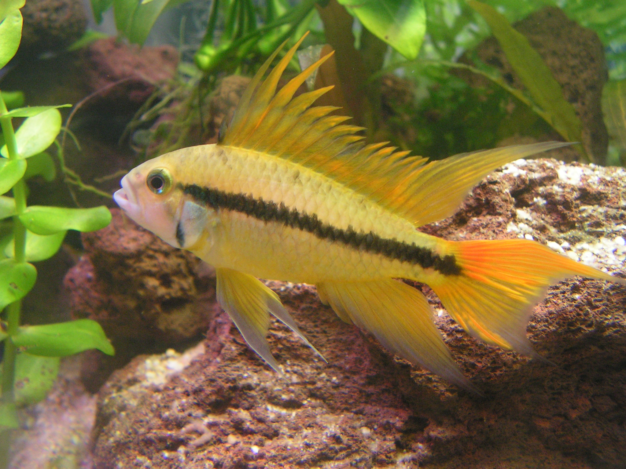 Cockatoo Dwarf Cichlid