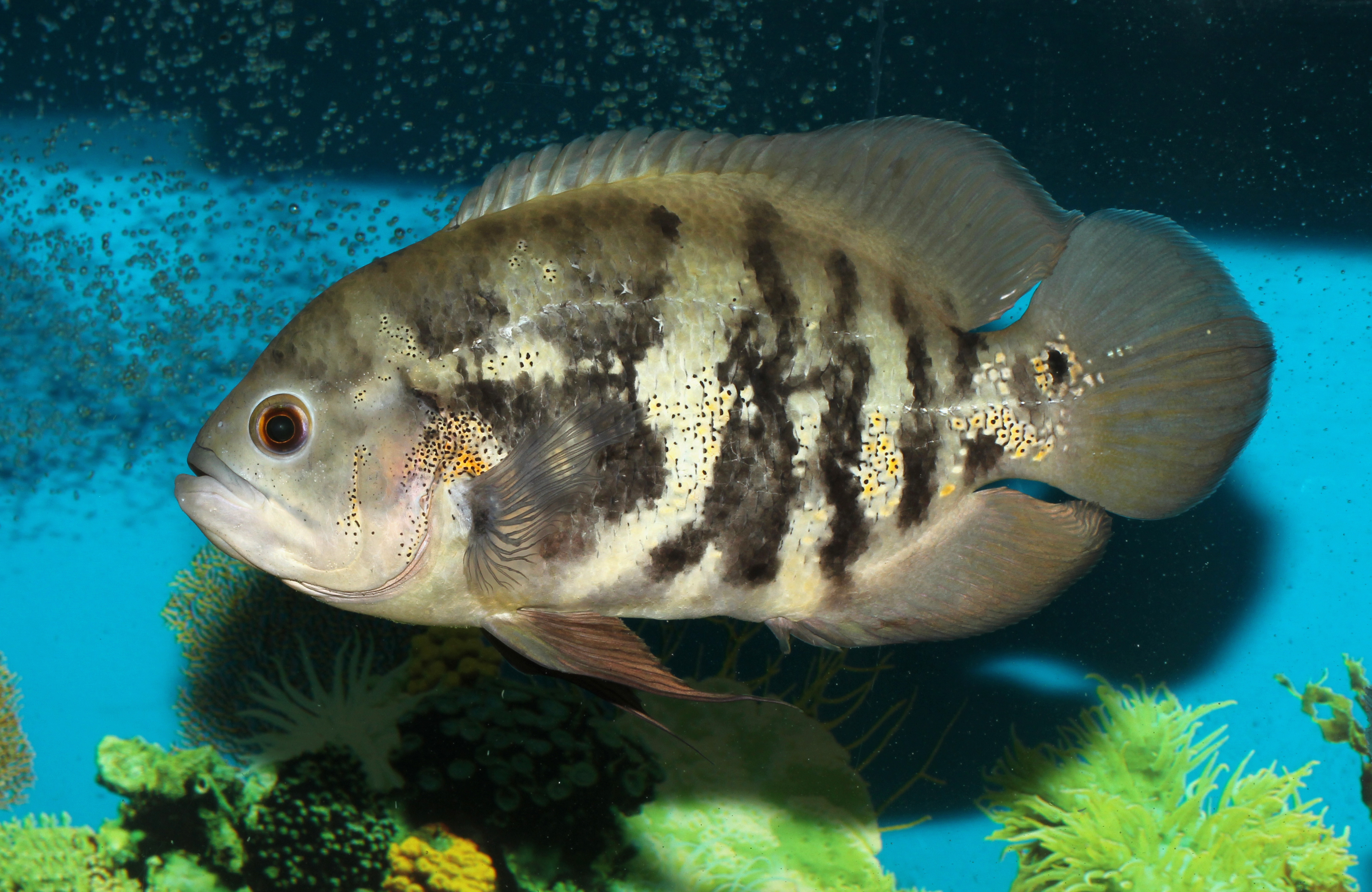 Oscar Cichlid