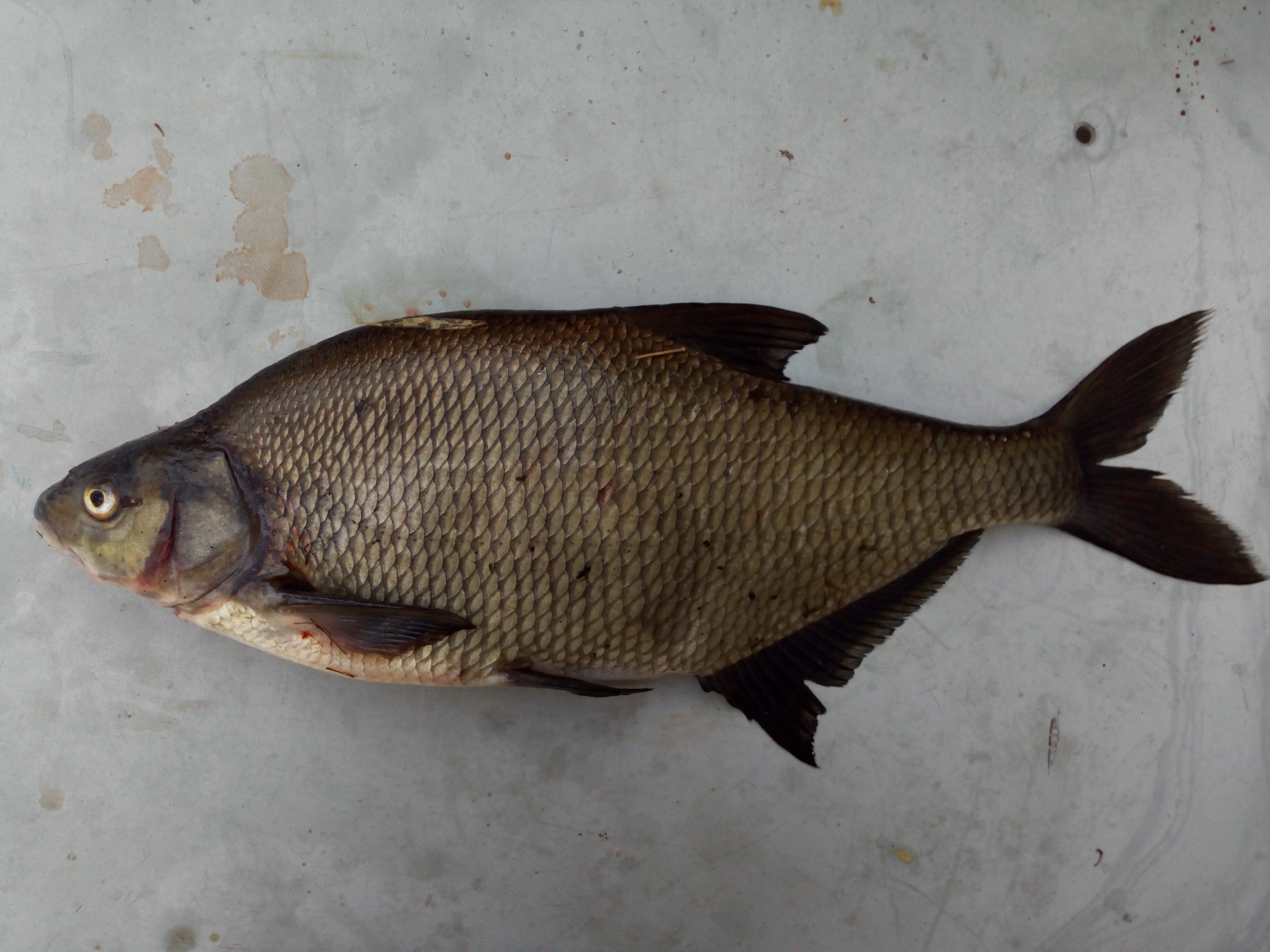 Common Bream