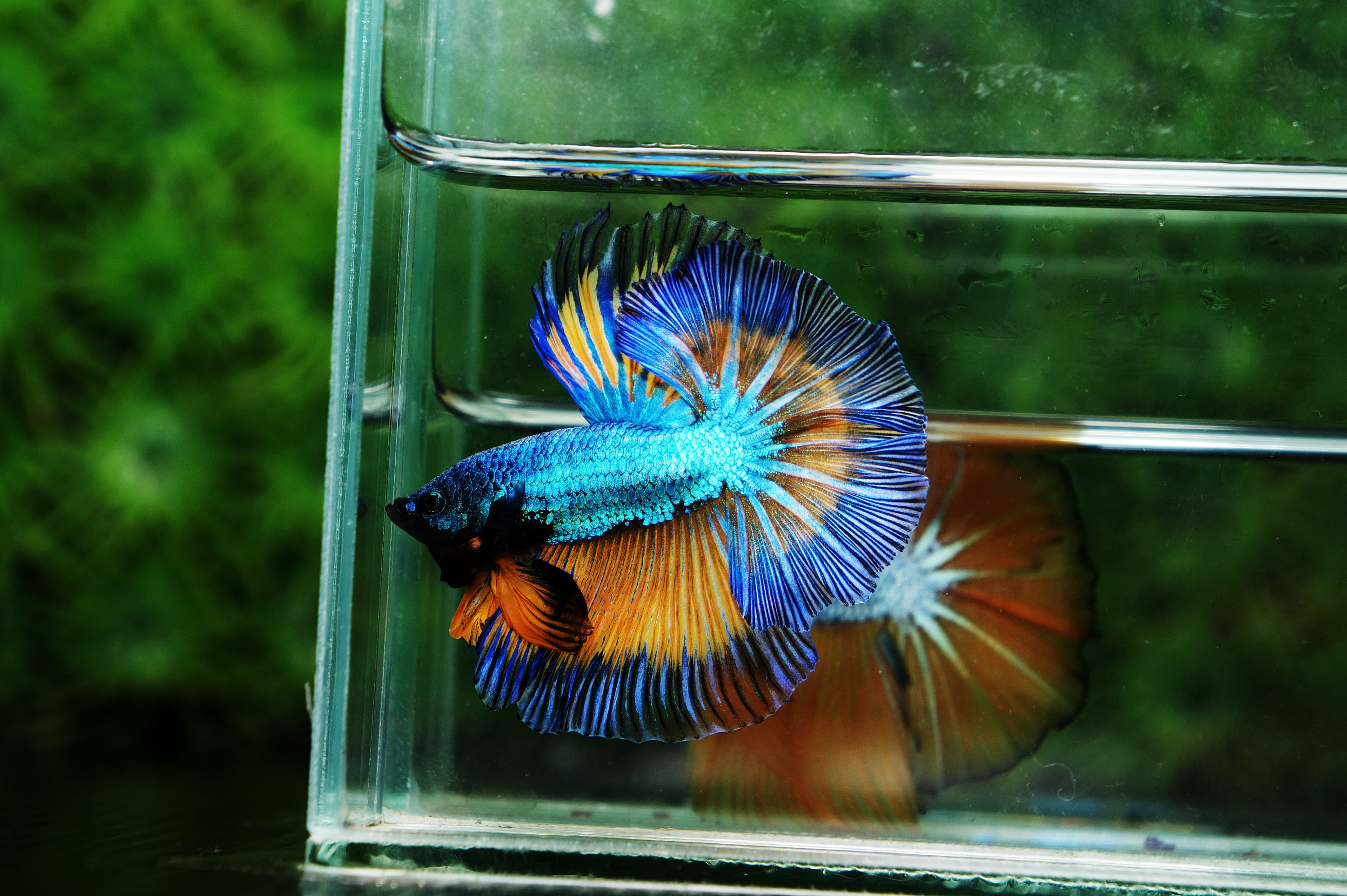 Betta Fish