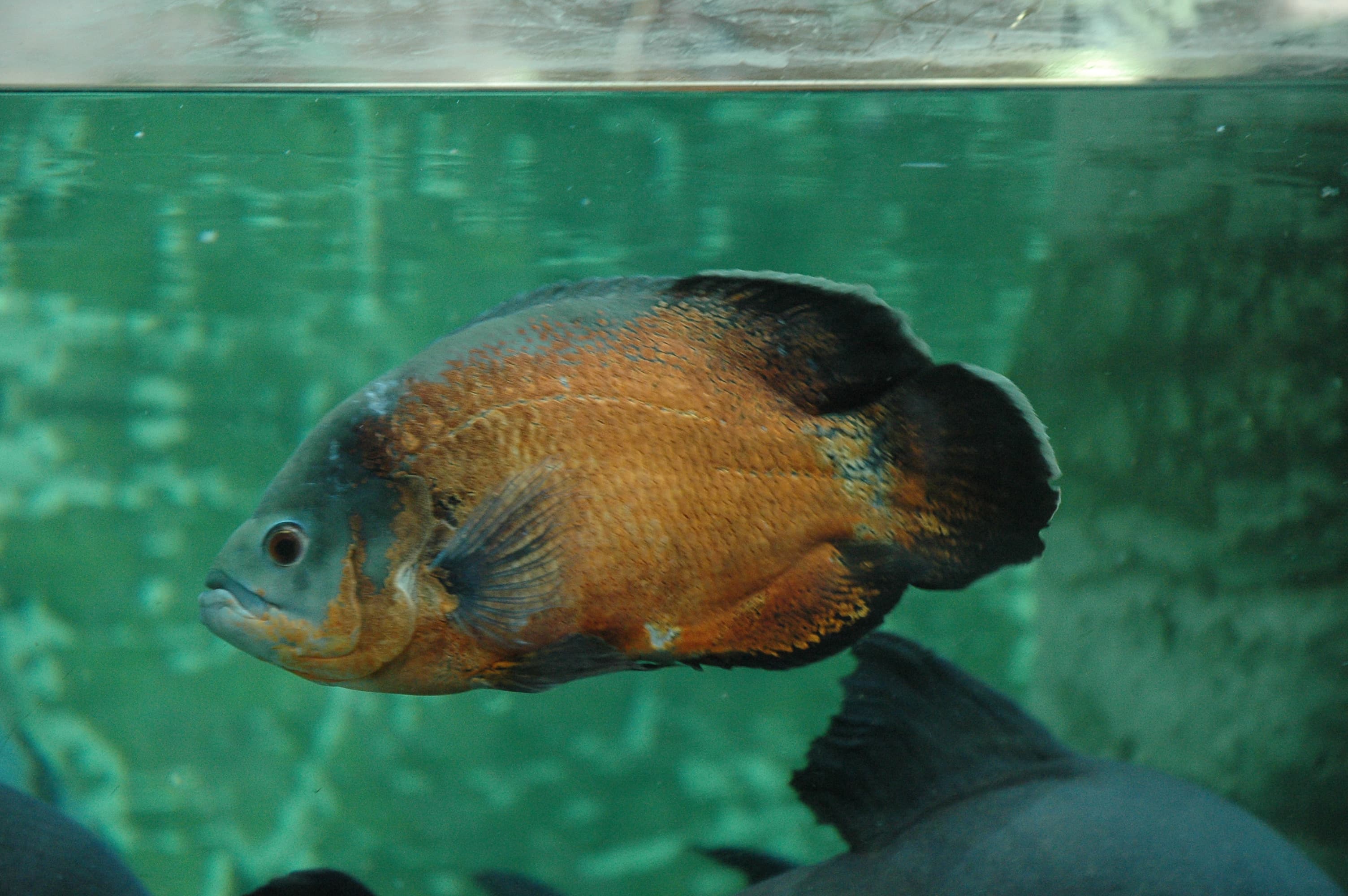 Oscar Cichlid