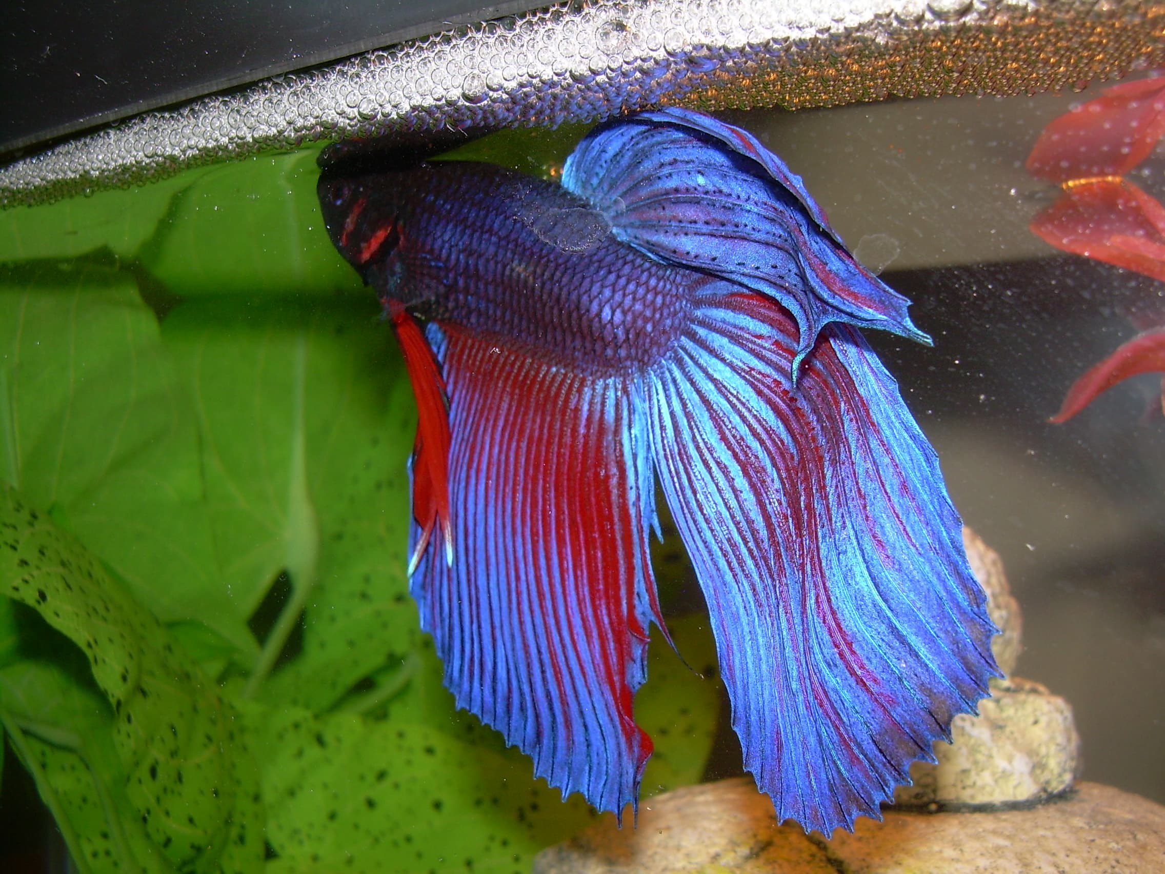 Betta Fish