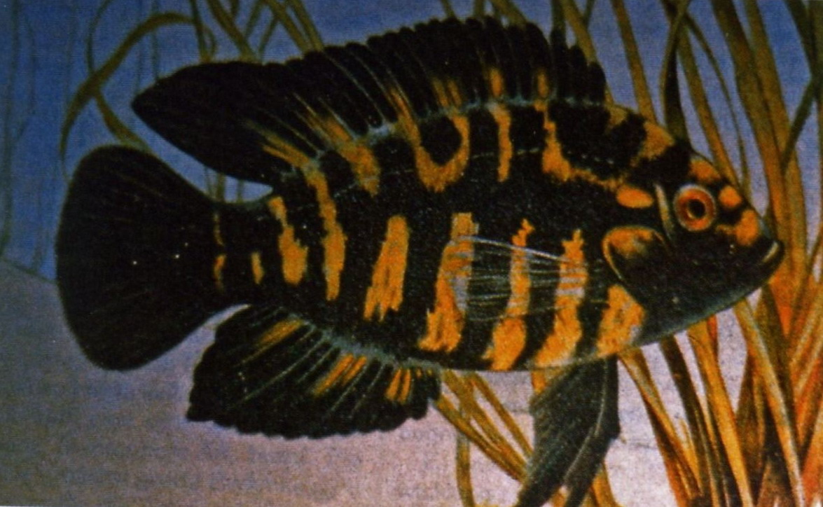 Chanchito Cichlid