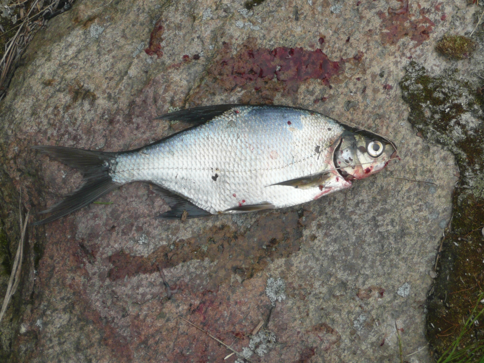 Common Bream