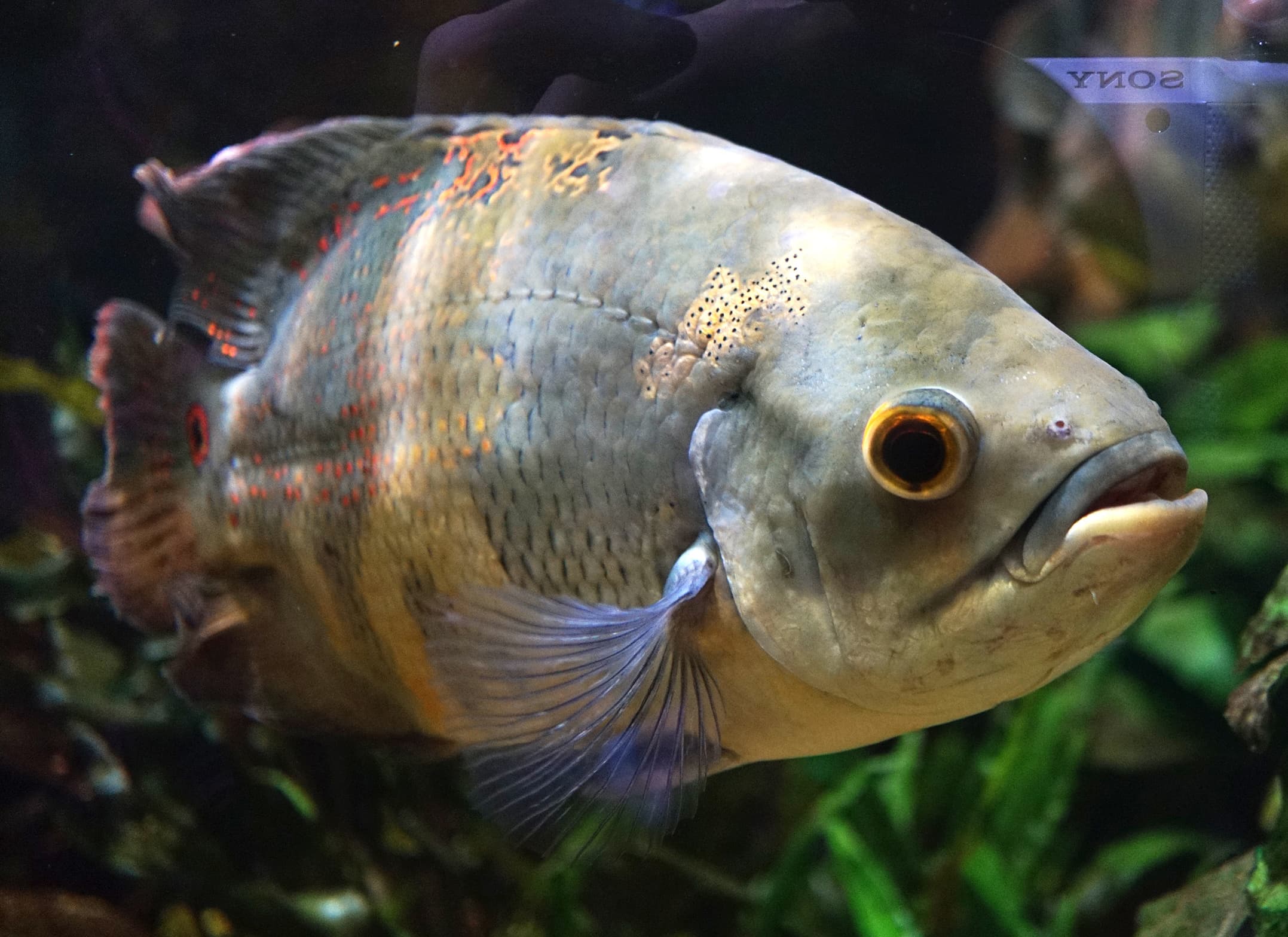 Oscar Cichlid