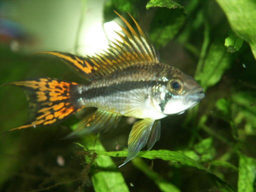 Cockatoo Dwarf Cichlid