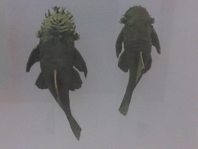 Stigmaticus Bristlenose Pleco