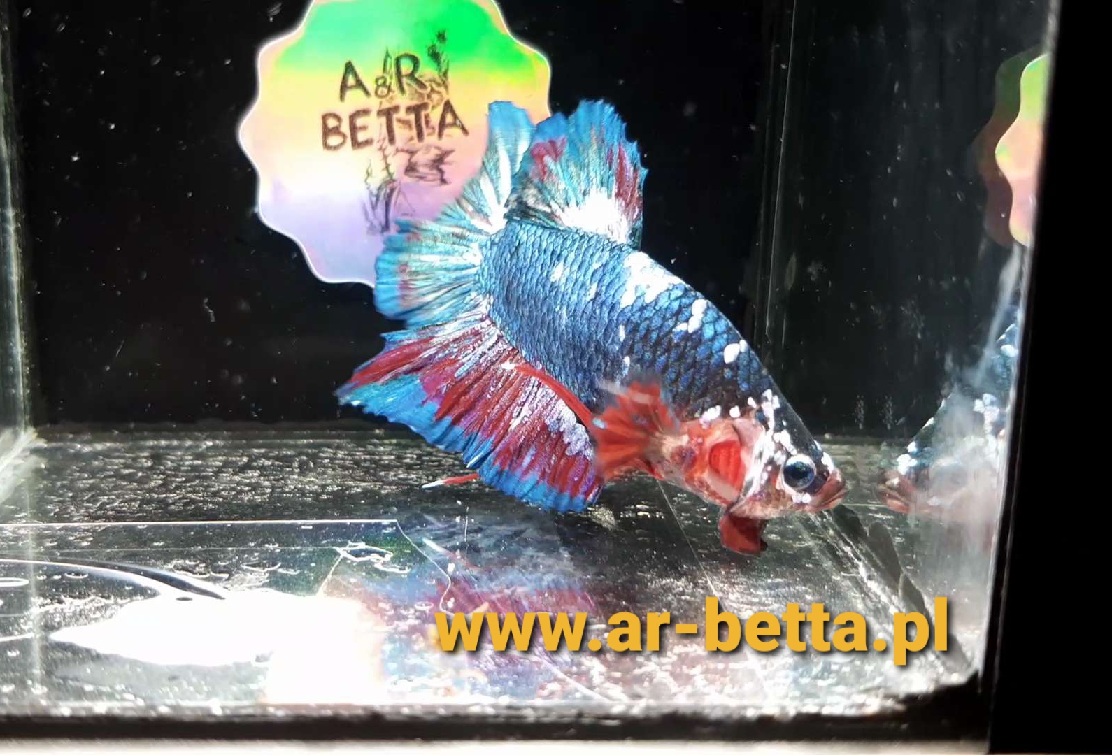 Halfmoon Plakat Betta