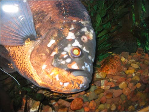 Oscar Cichlid
