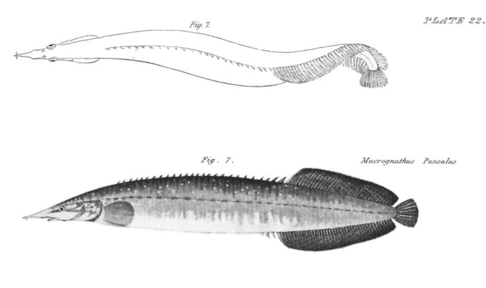 Barred Spiny Eel