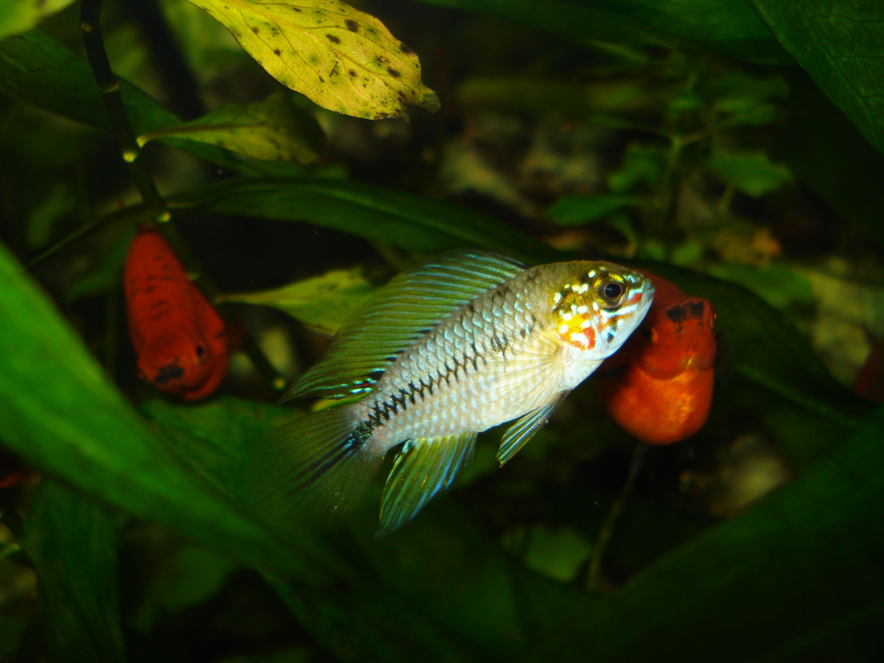 Opal Apistogramma