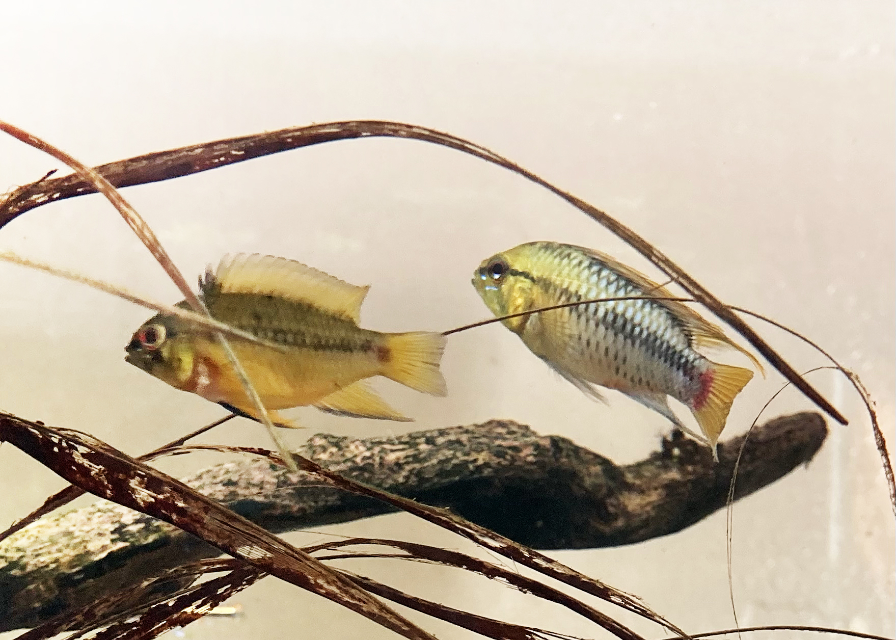 Hongslo's Dwarf Cichlid