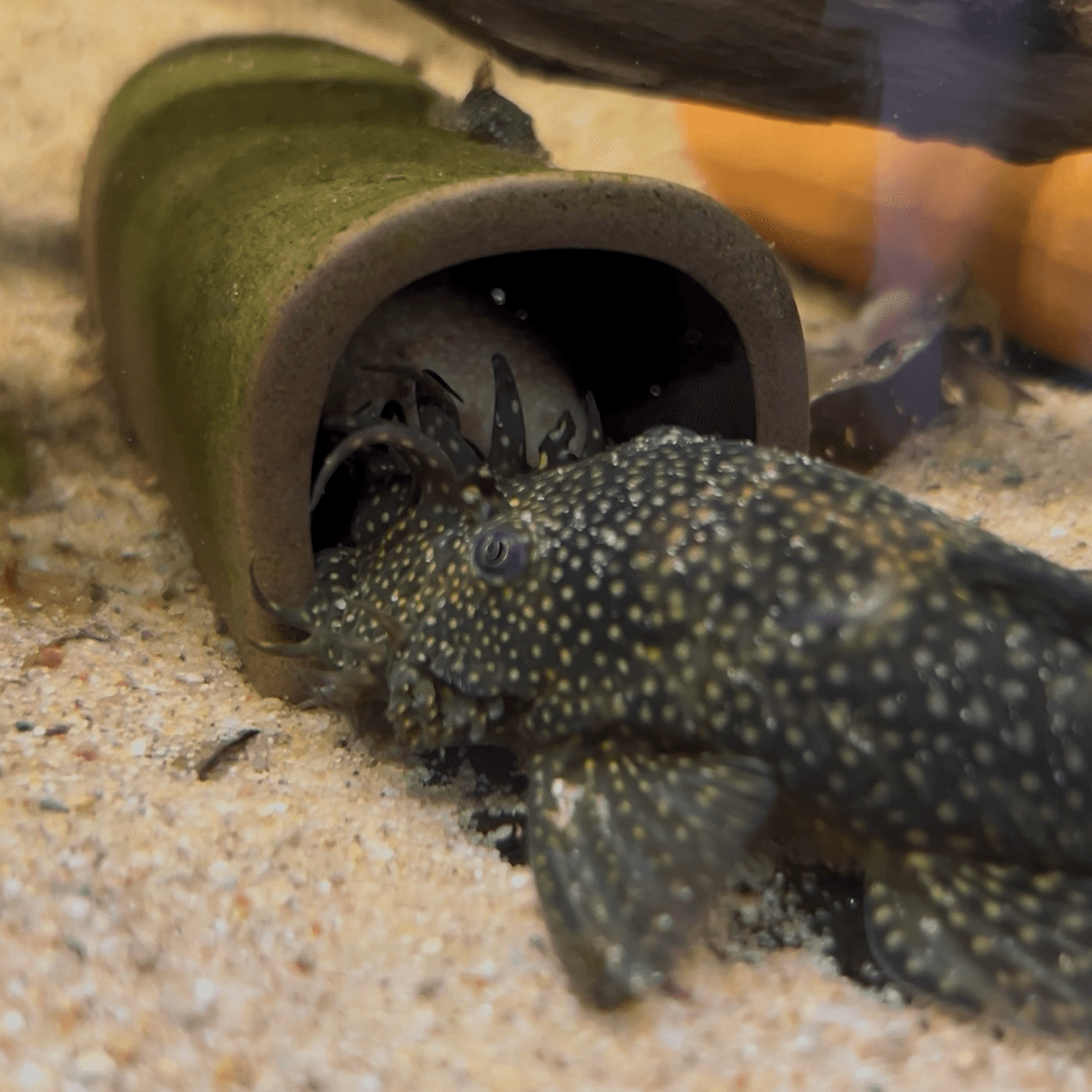 Bristlenose Pleco
