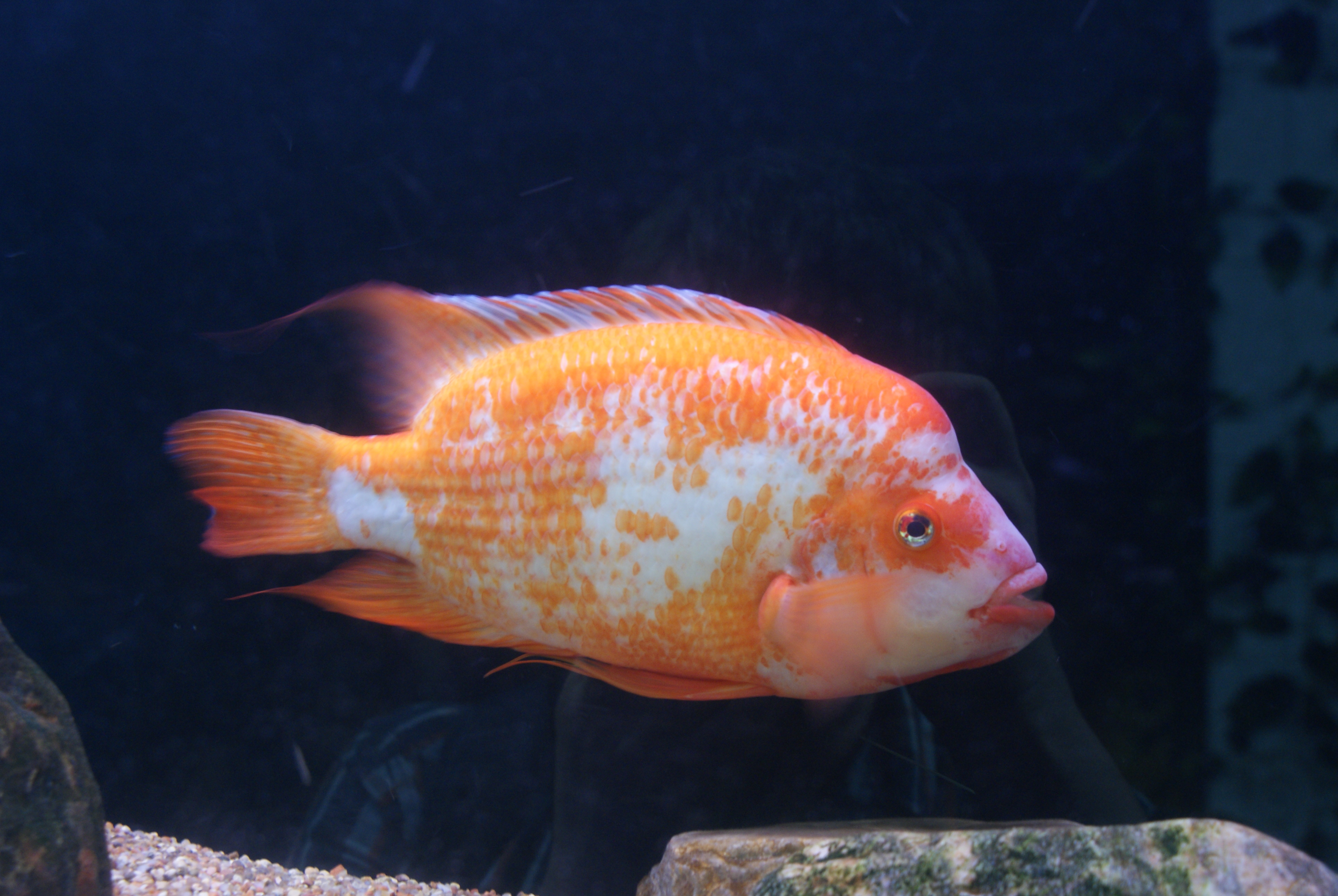 Midas Cichlid
