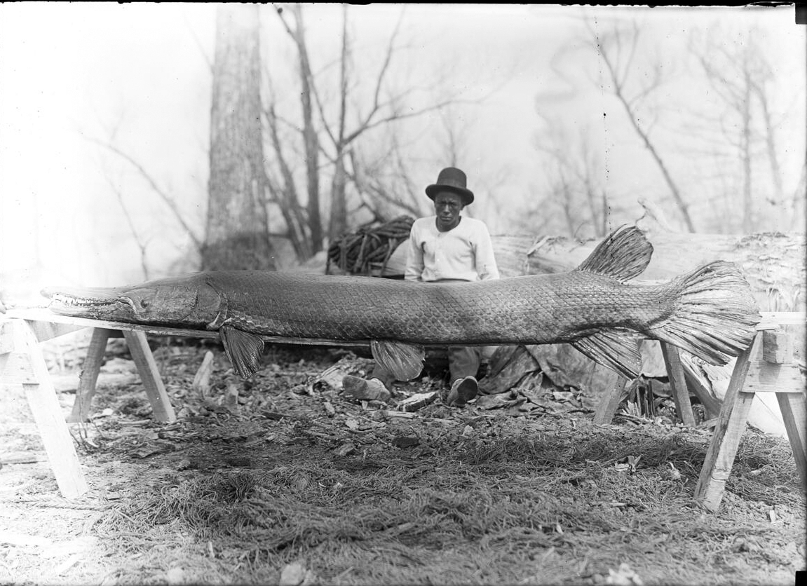 Alligator Gar