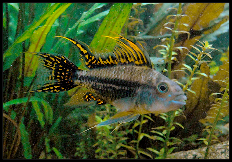 Cockatoo Dwarf Cichlid