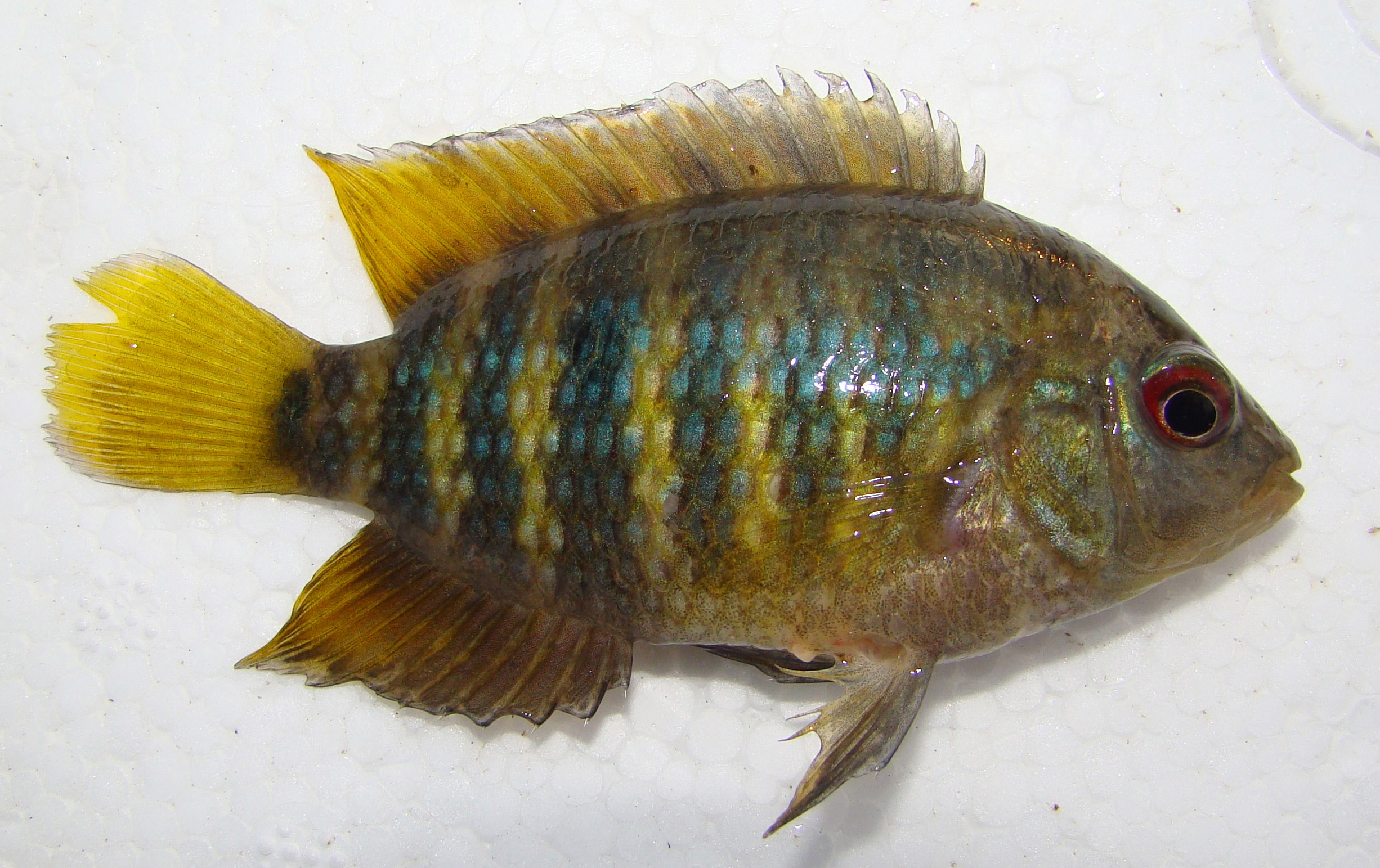 Chanchito Cichlid
