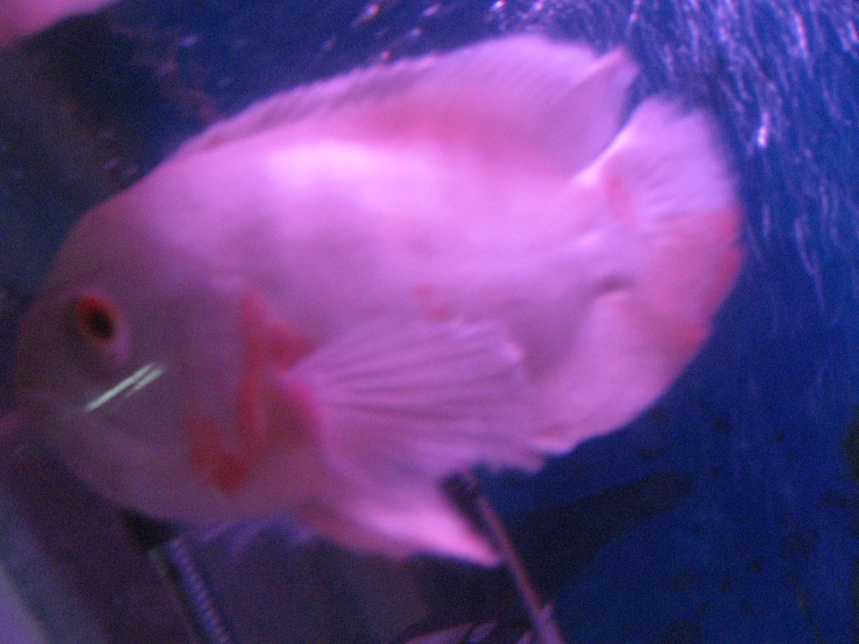 Albino Oscar Cichlid