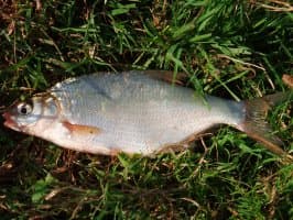 Common Bream